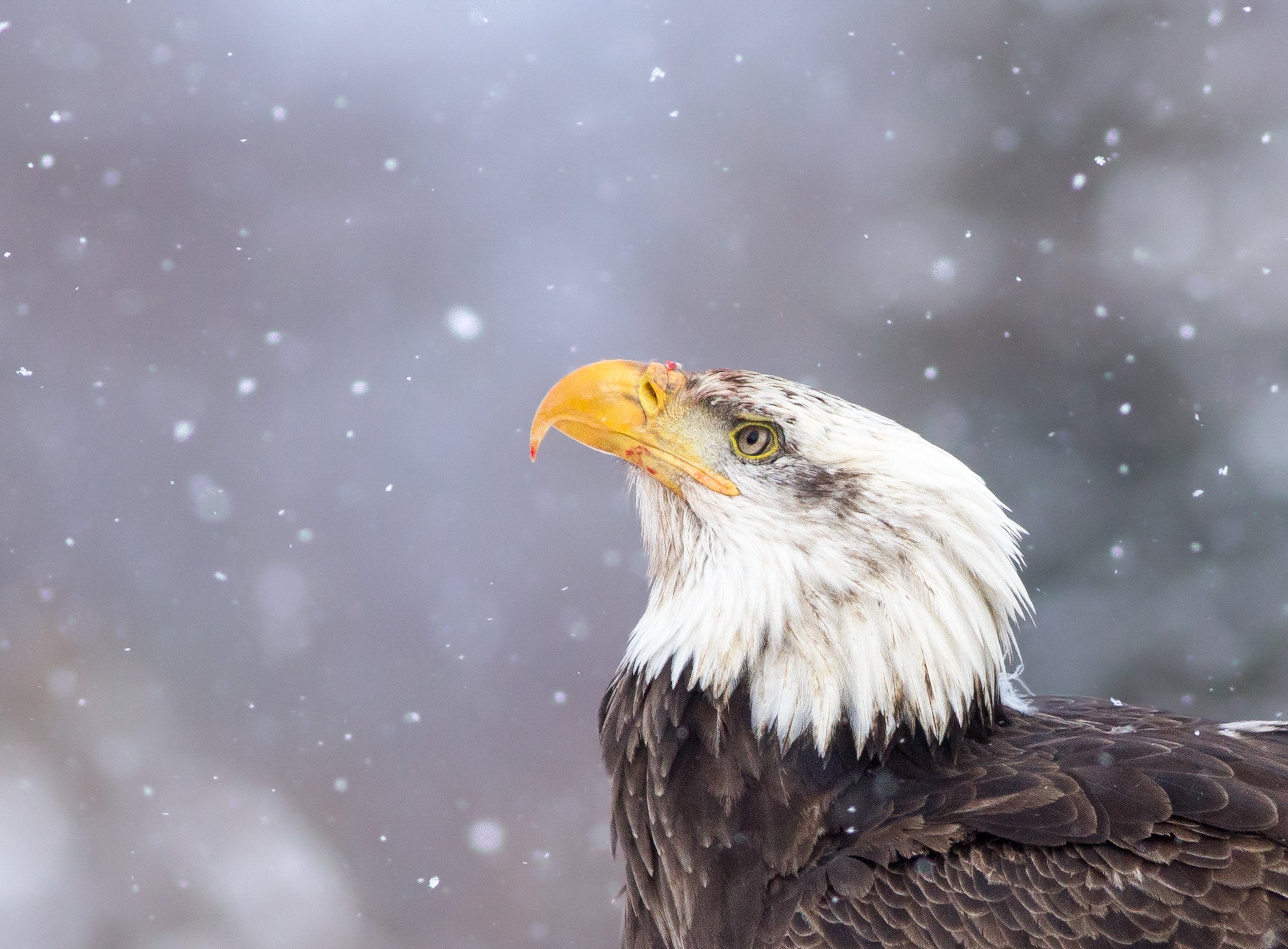 A closeup of the head of an adult Bald Eagle as it looks up at falling snow.
