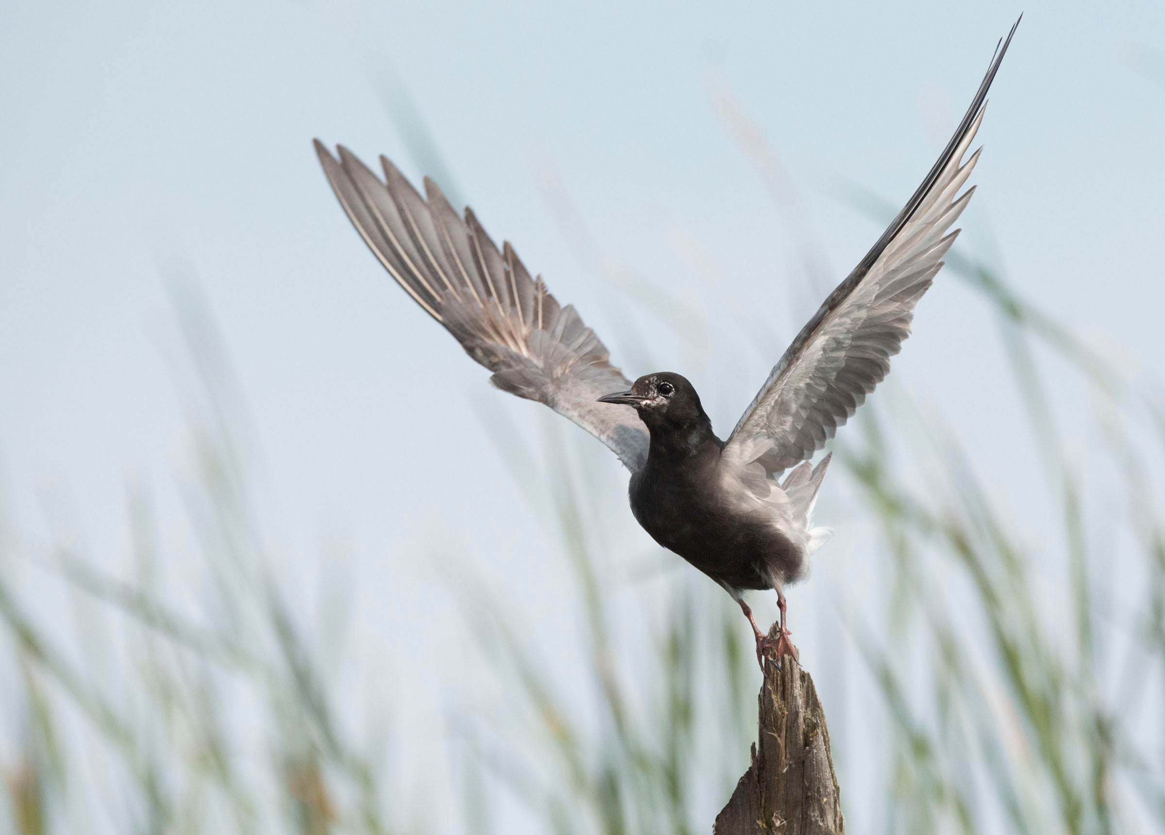 Black Tern perched on post.