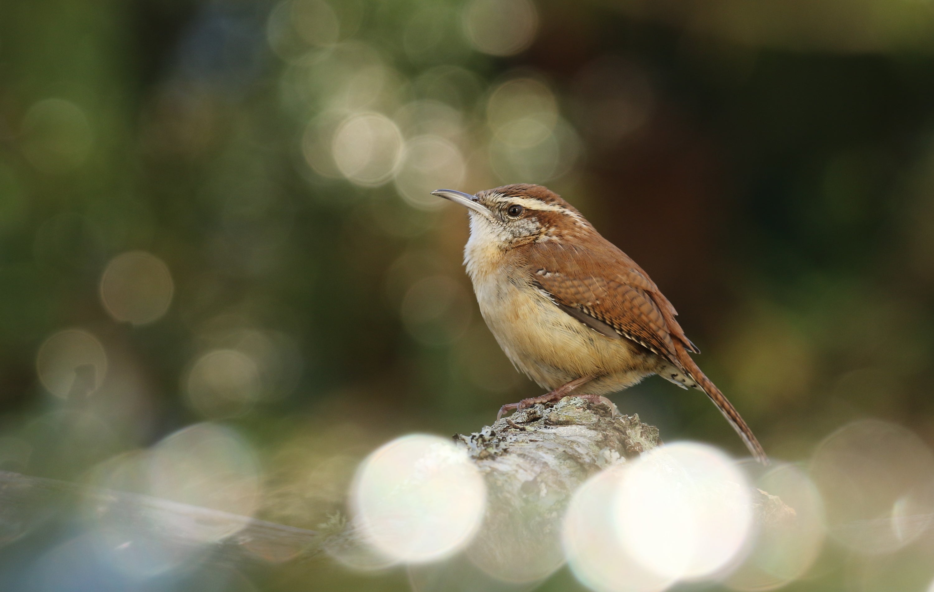 Carolina Wren