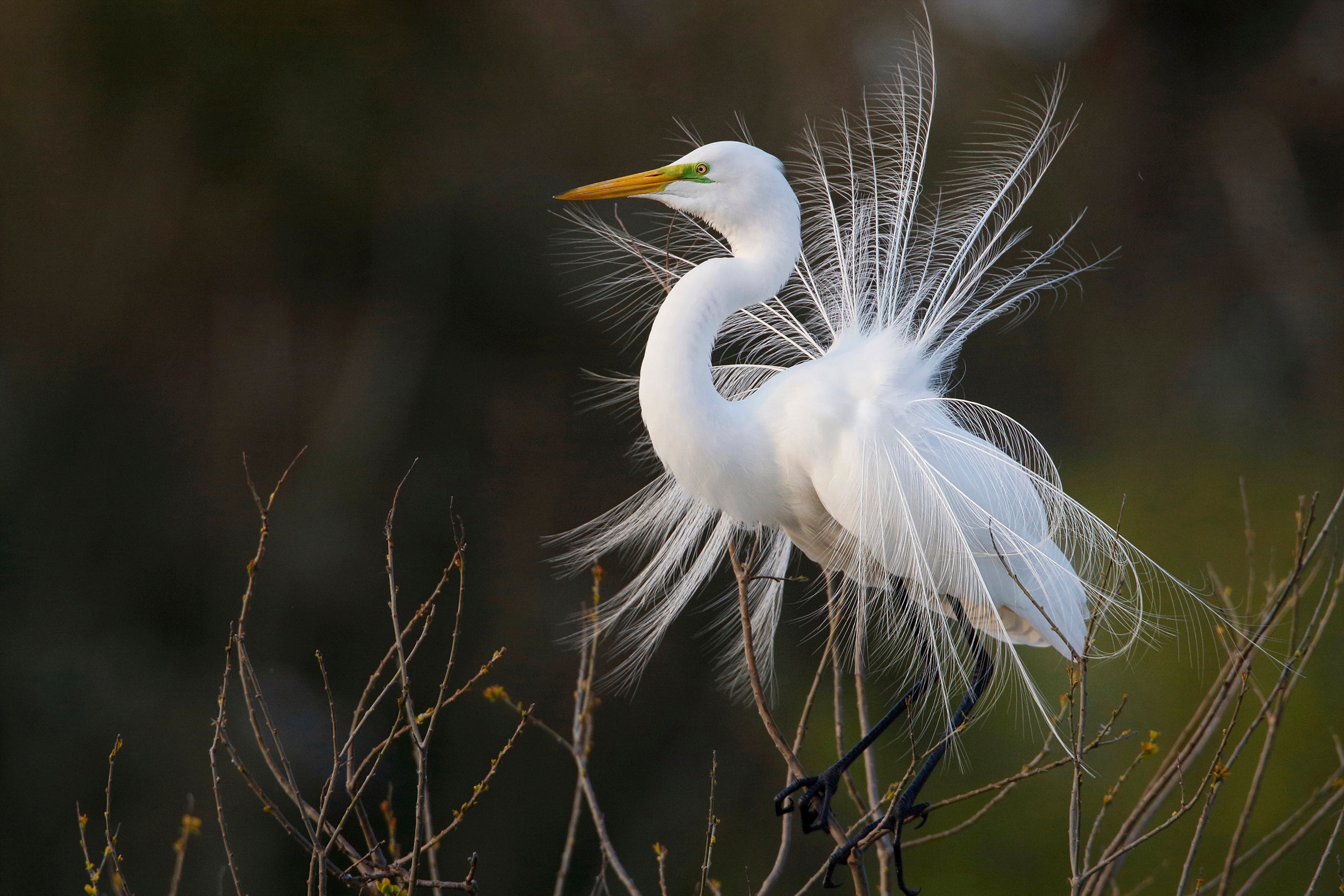 Great Egret