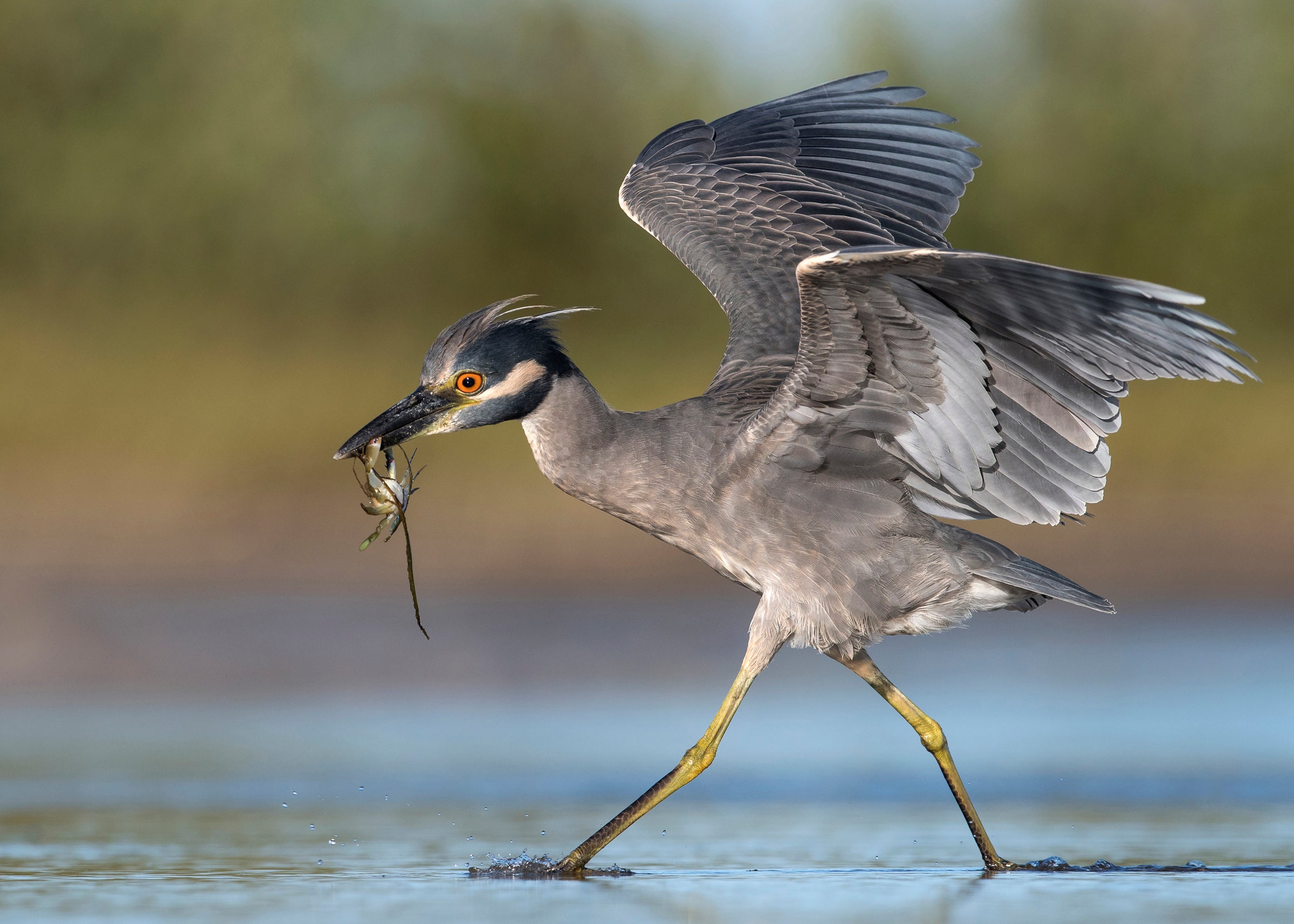yellow-crowned night heron with a crab in its bill