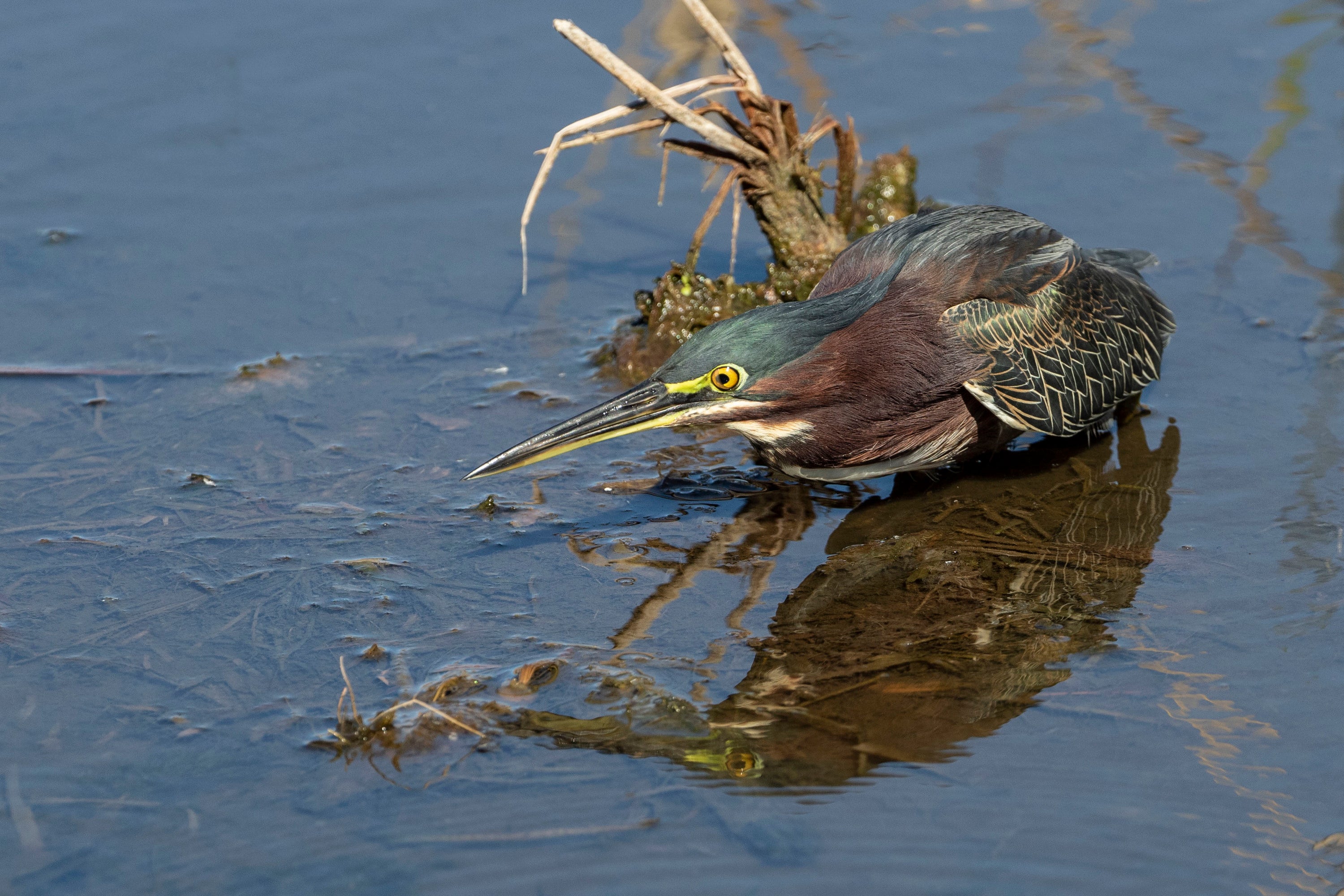 Green Heron hunts in water.