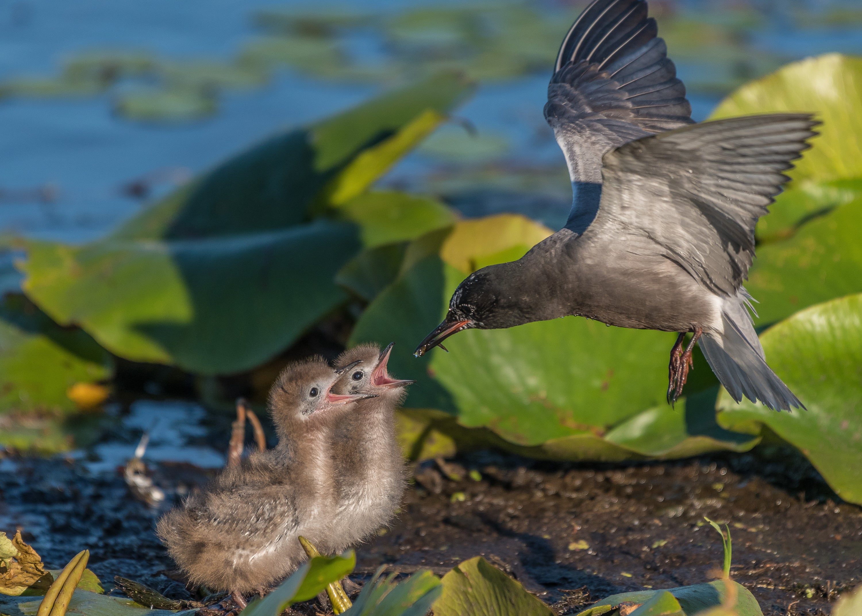 Black Tern and chicks