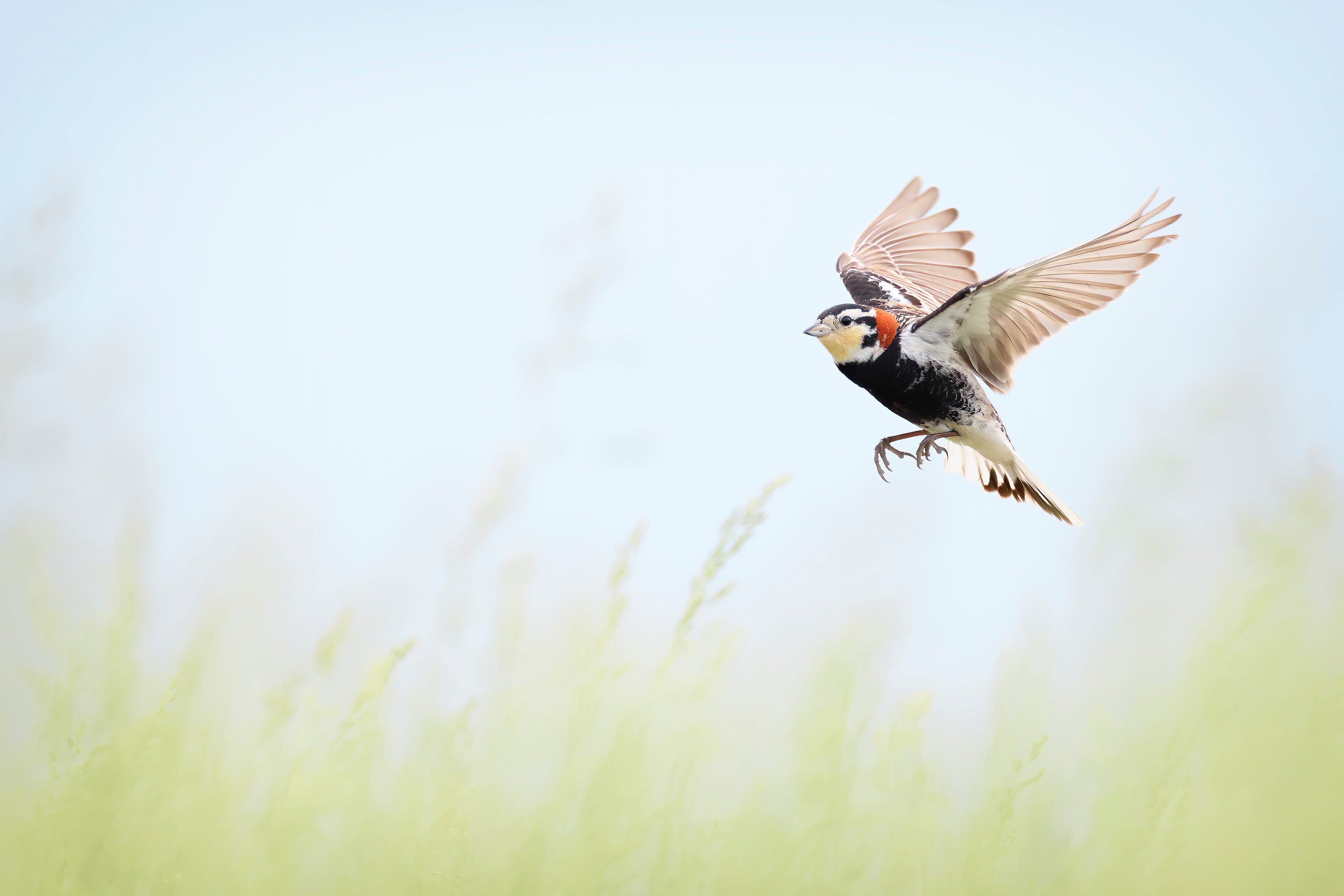 Chestnut-collard Longspur