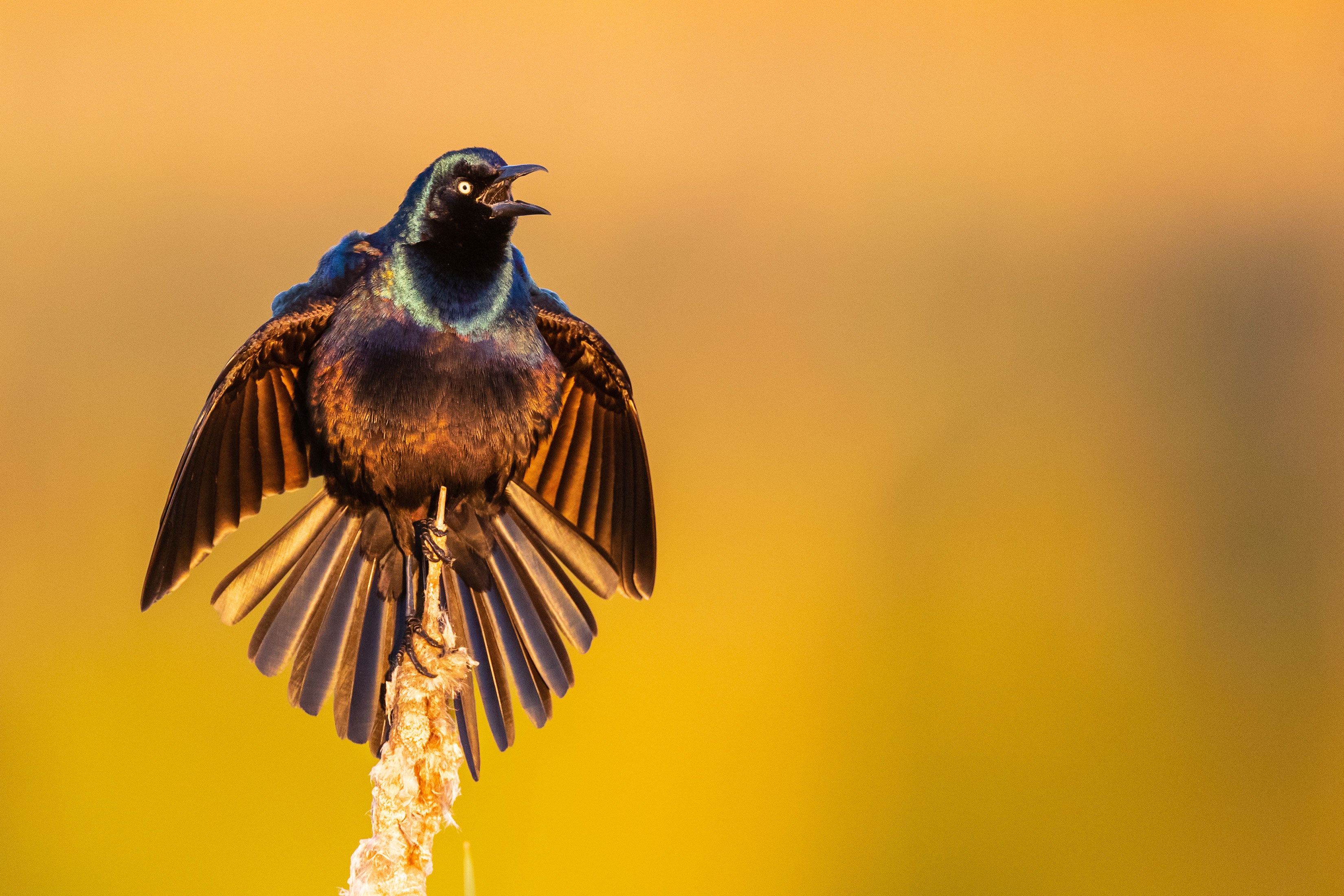 A Common Grackle vocalizes with its beak wide open and wings outstretched, perching on a cattail.