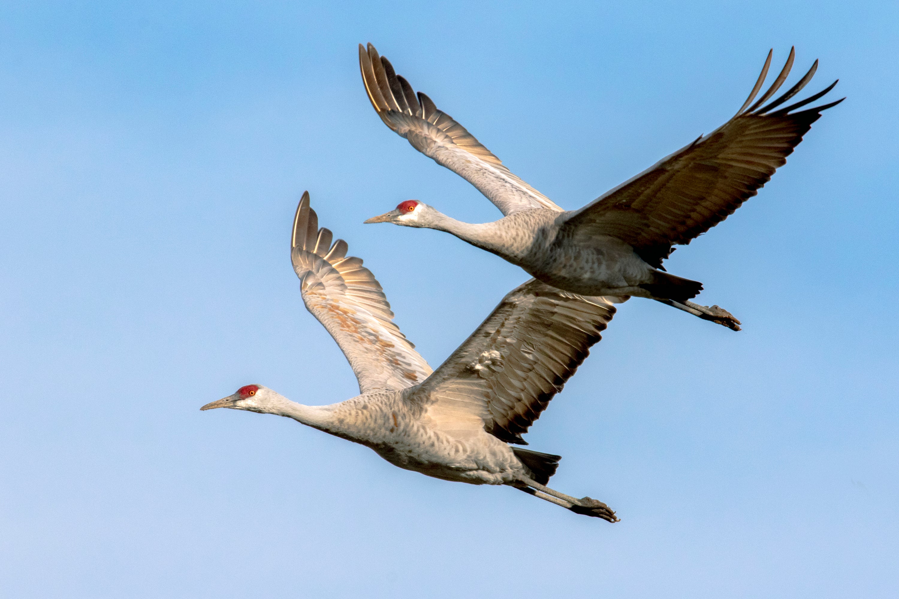 Flying Sandhill Cranes against a blue sky