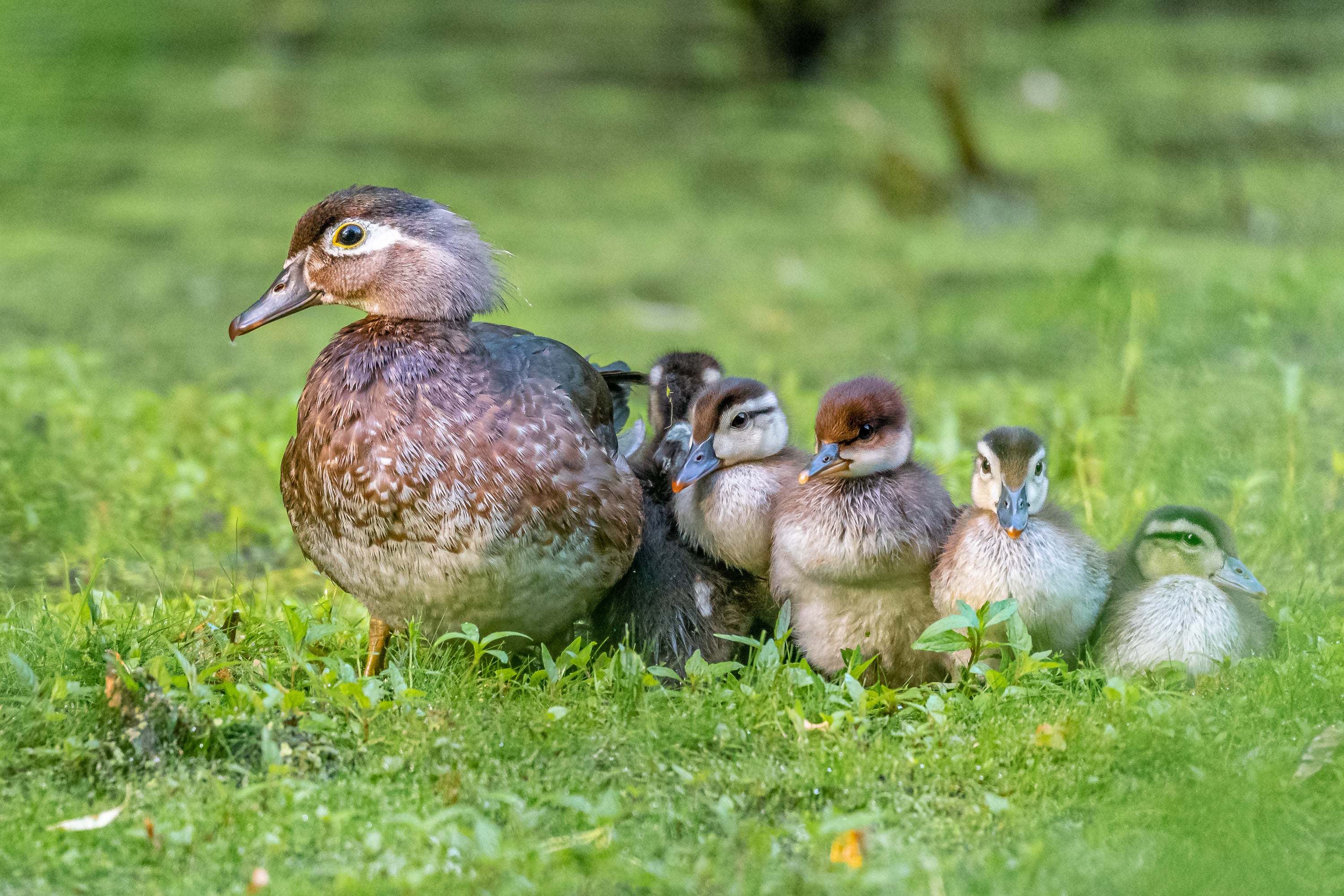 An adult female Wood Duck huddled together with her five chicks.