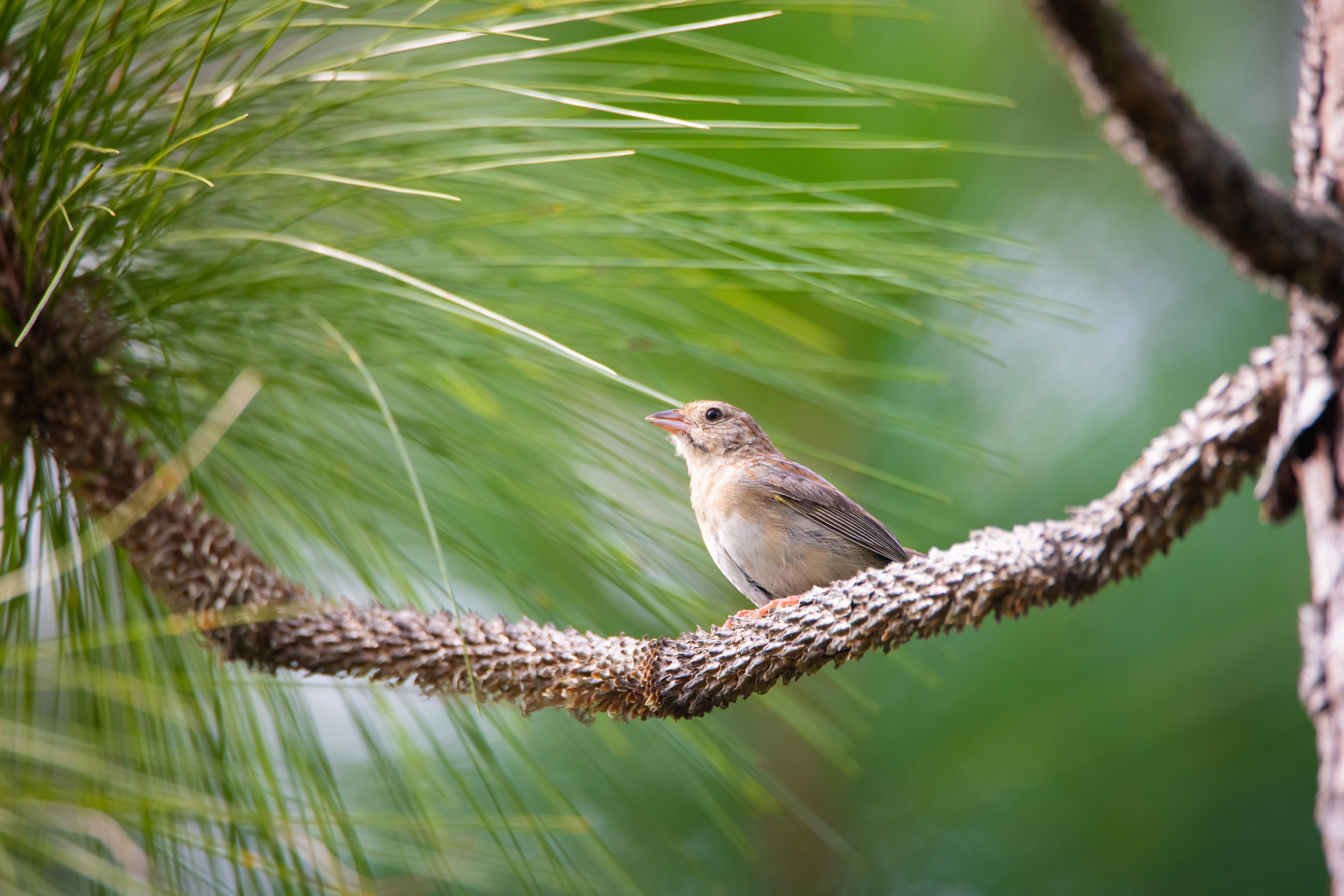 A small brown bird perched on a pine bow