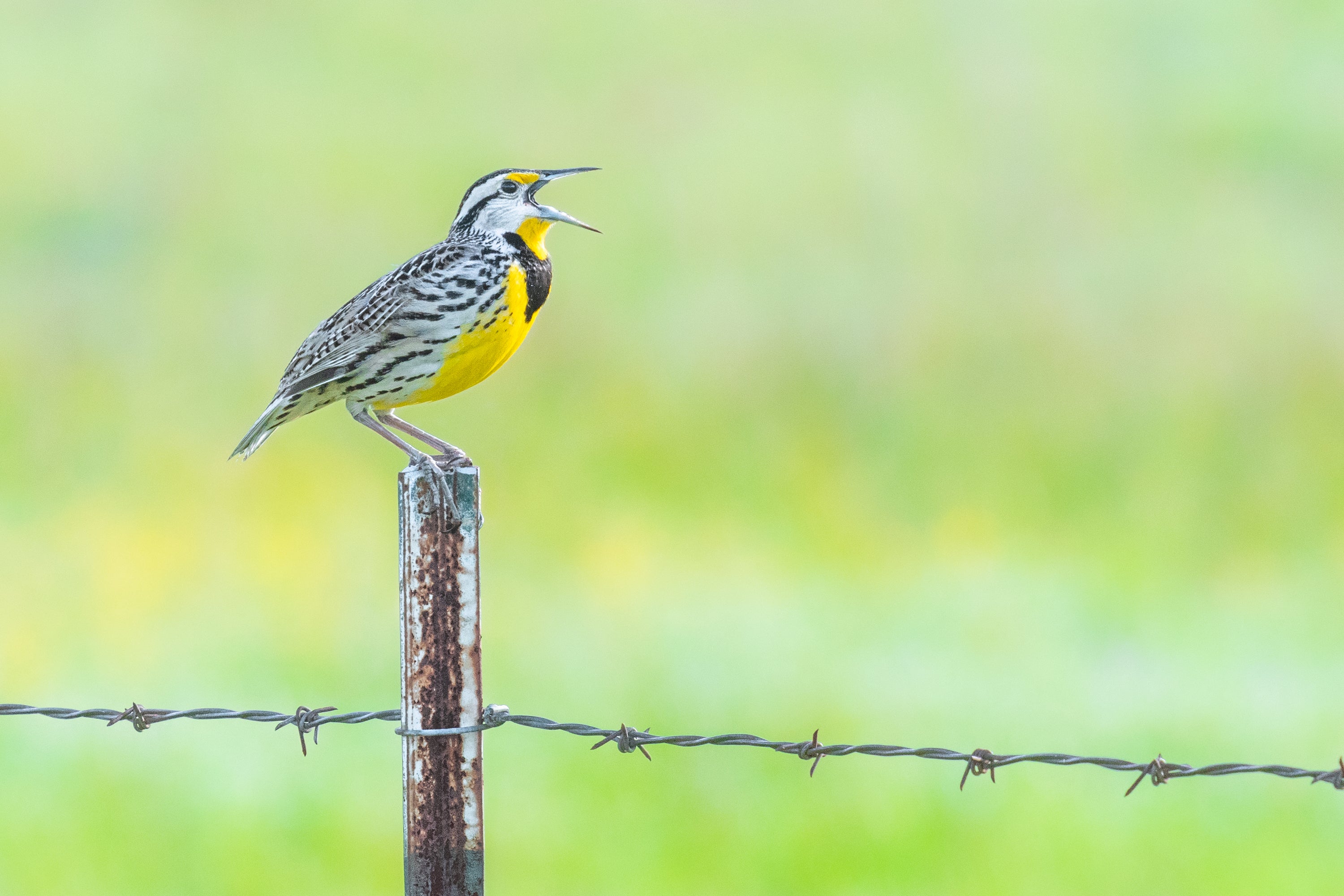 Eastern Meadowlark