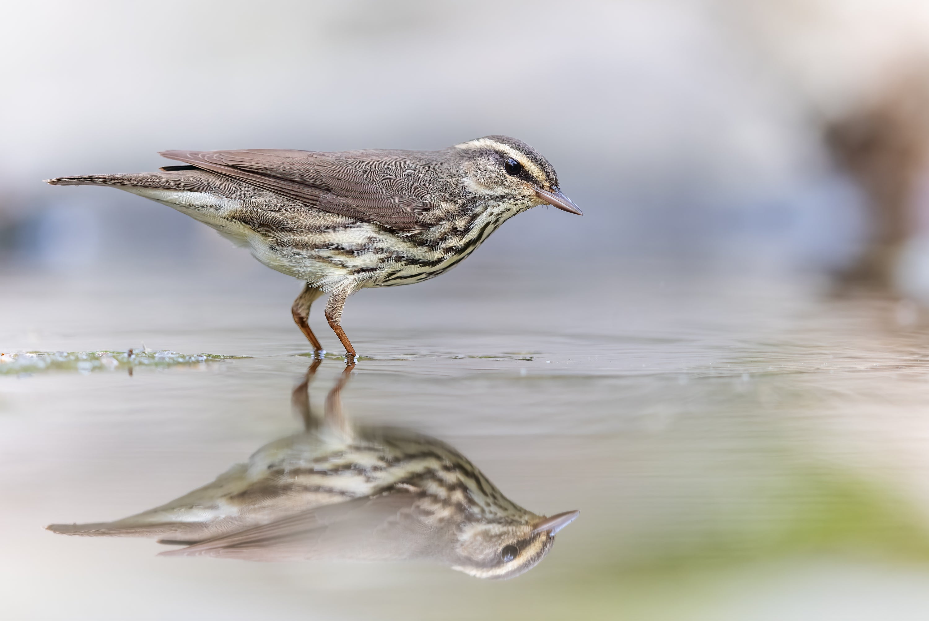 Northern Waterthrush standing in shallow water