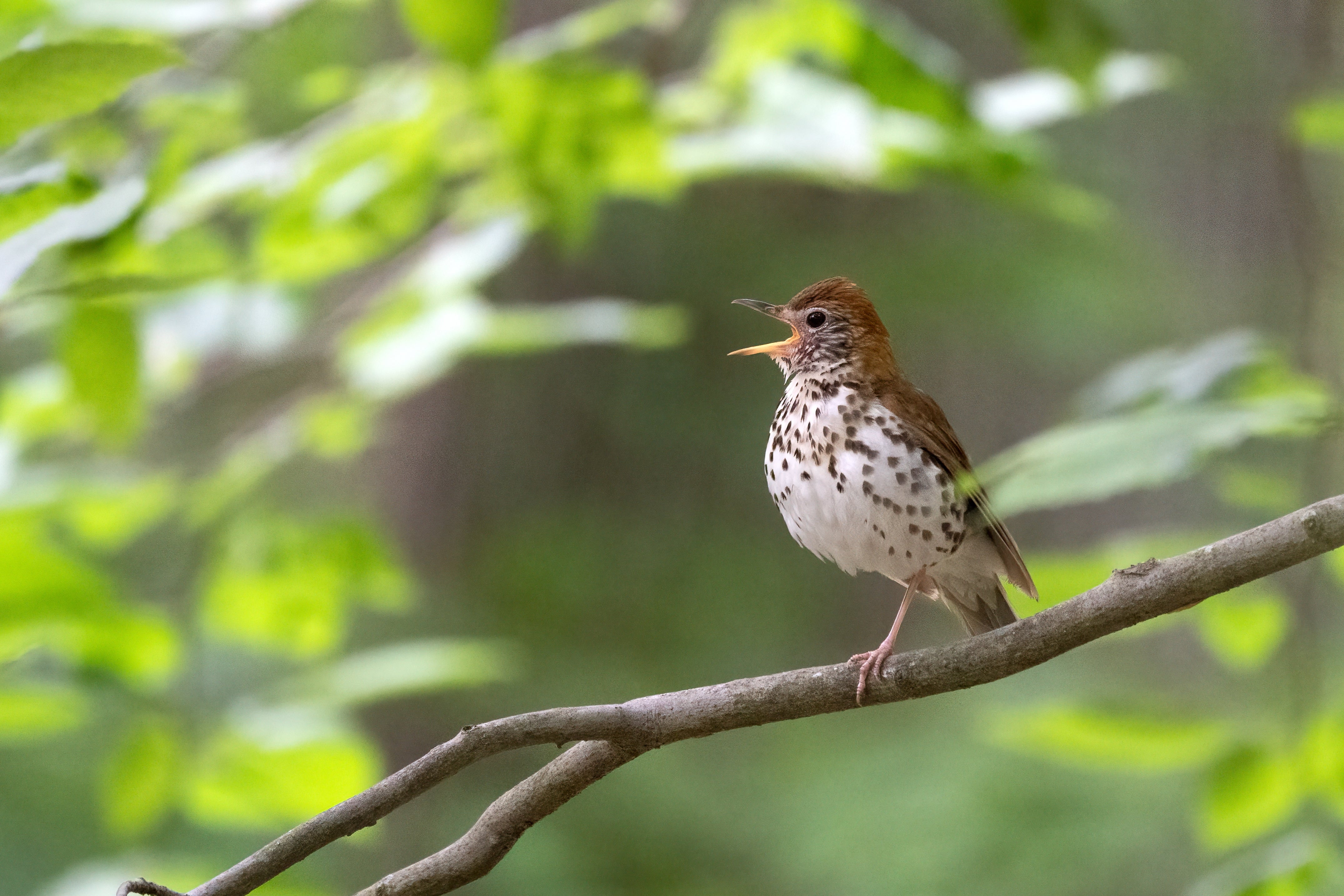 A brown speckled bird sits high on a branch in a forest singing