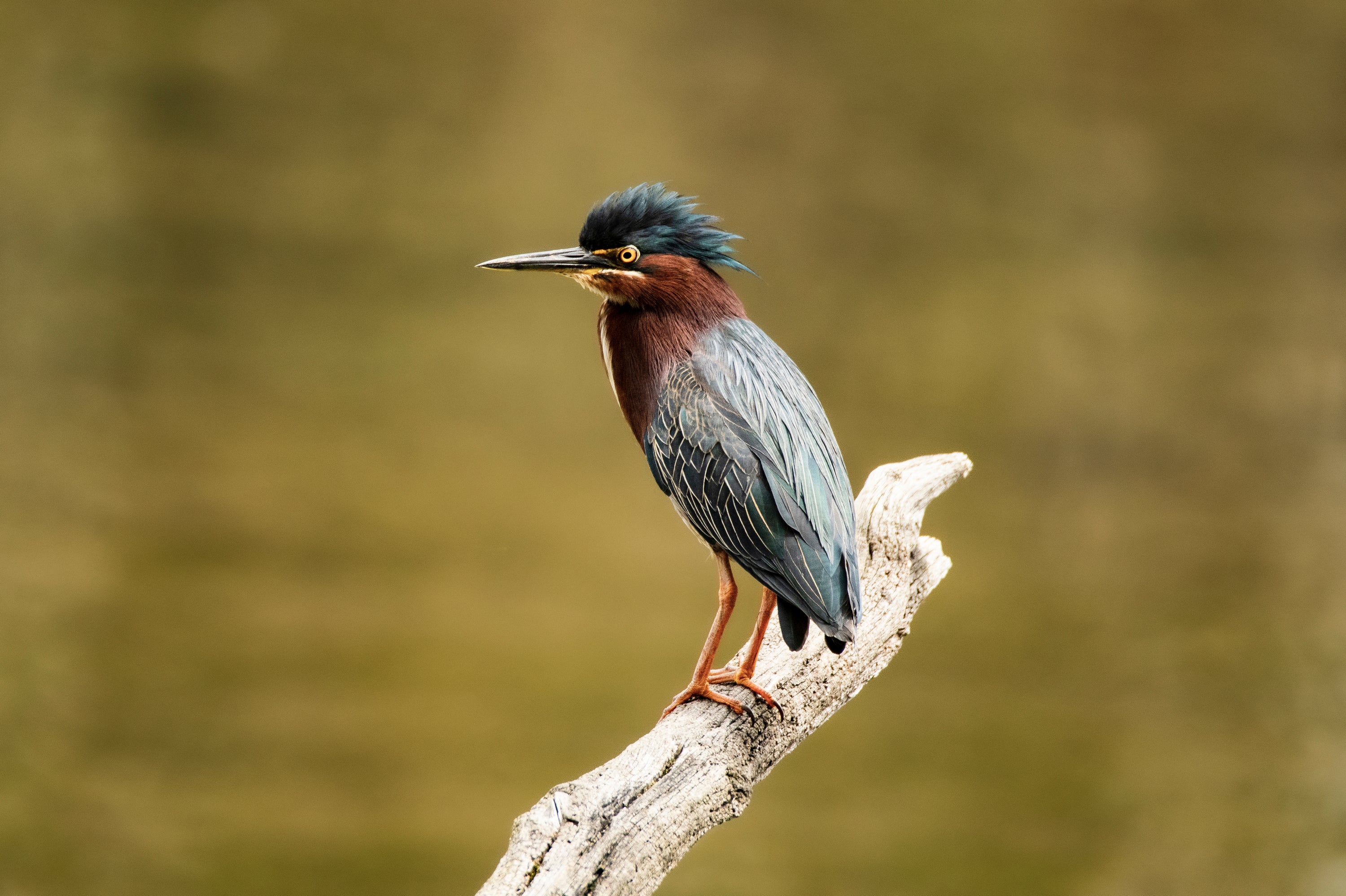 Green Heron
