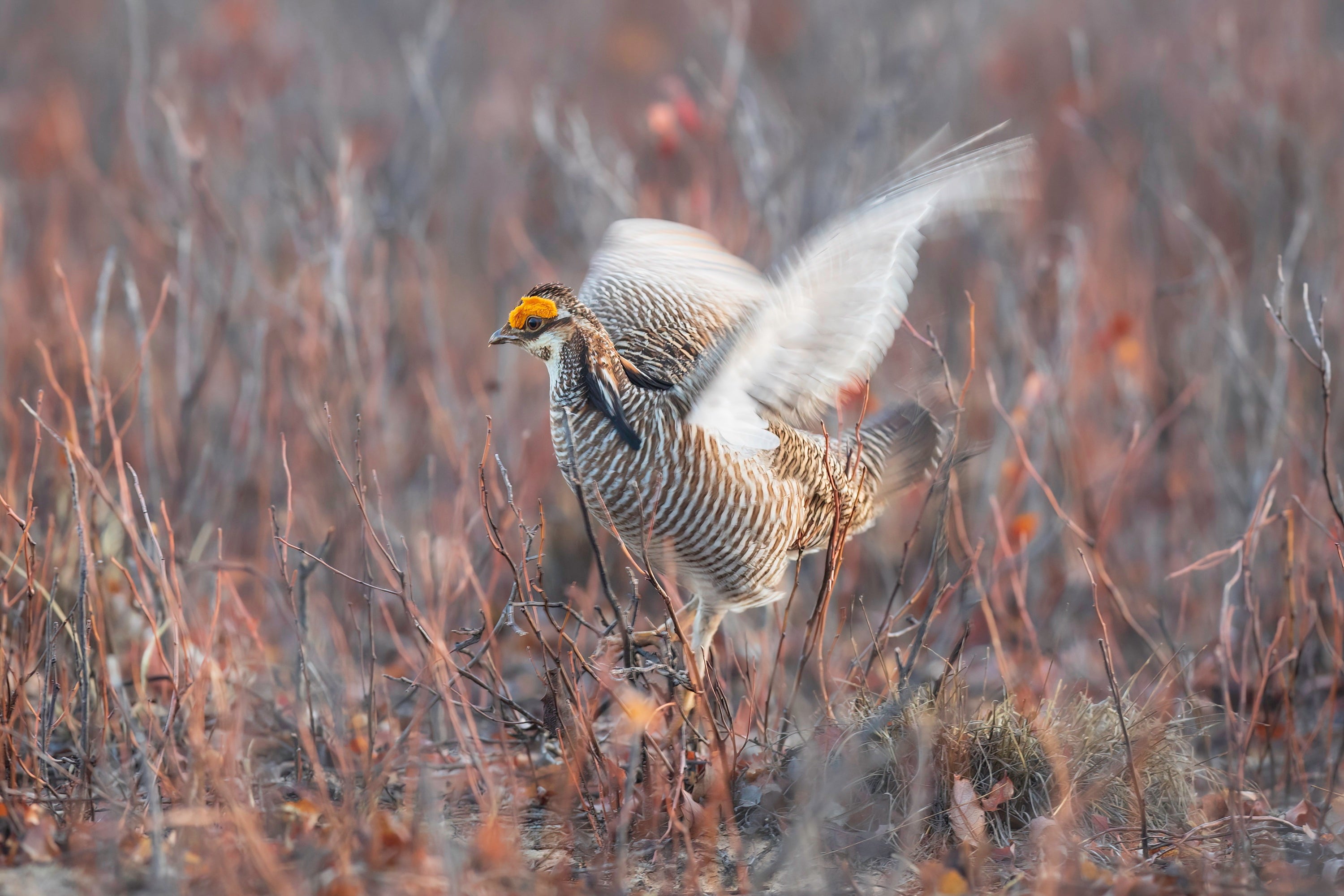 Lesser Prairie-Chicken