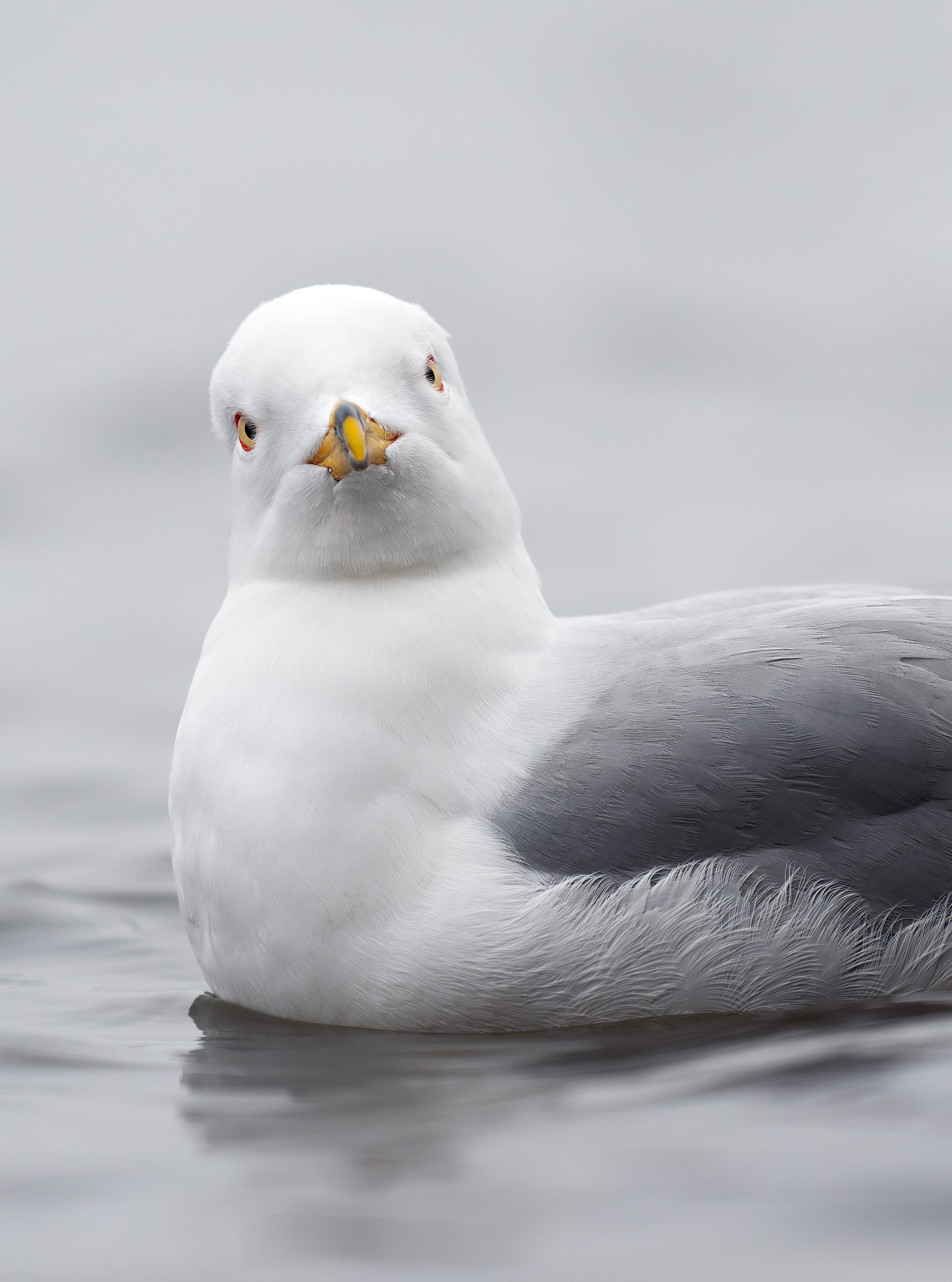 A gull floating on water stares at the camera and tilts its head slightly.