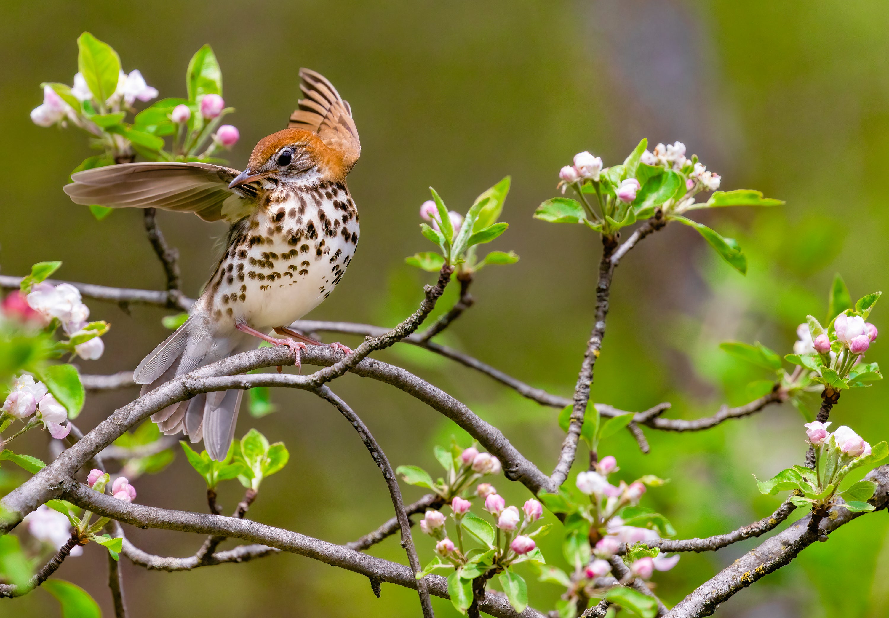 Wood Thrush on a flowering branch in Pennsylvania