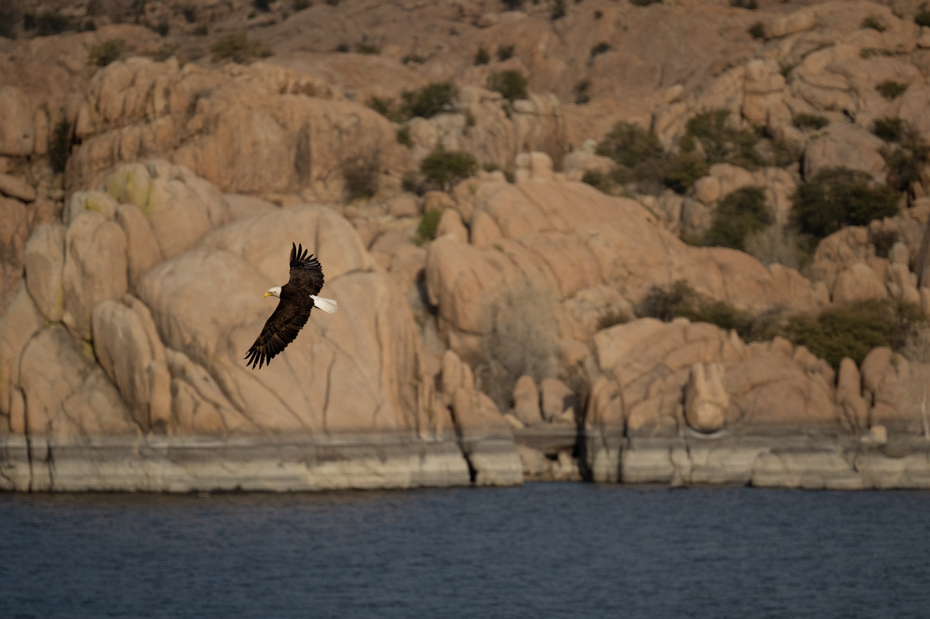 Bald Eagle flying over water