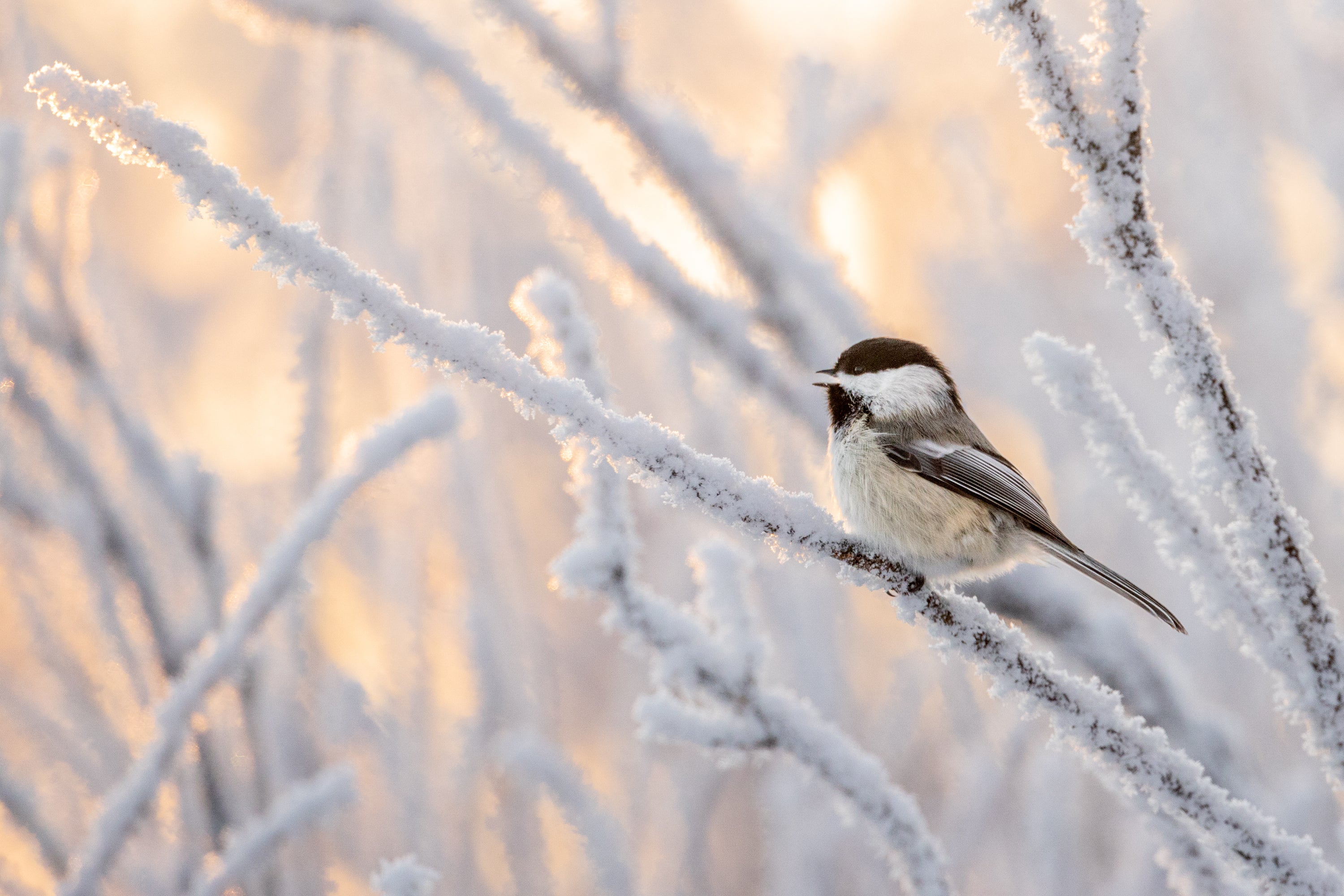 A Black-Capped Chickadee perched on snow covered branches.
