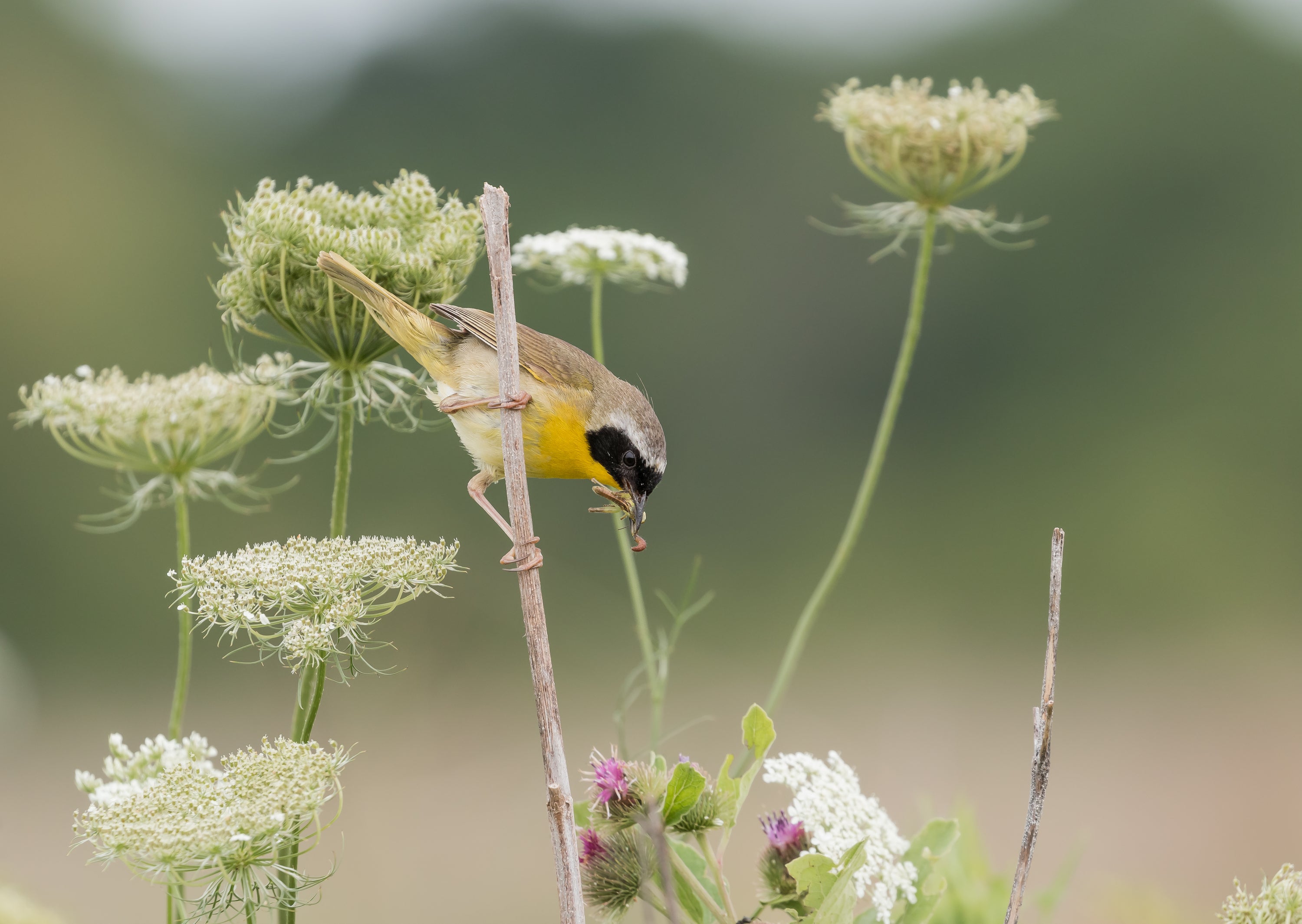 Common Yellowthroat on a branch with bug in mouth