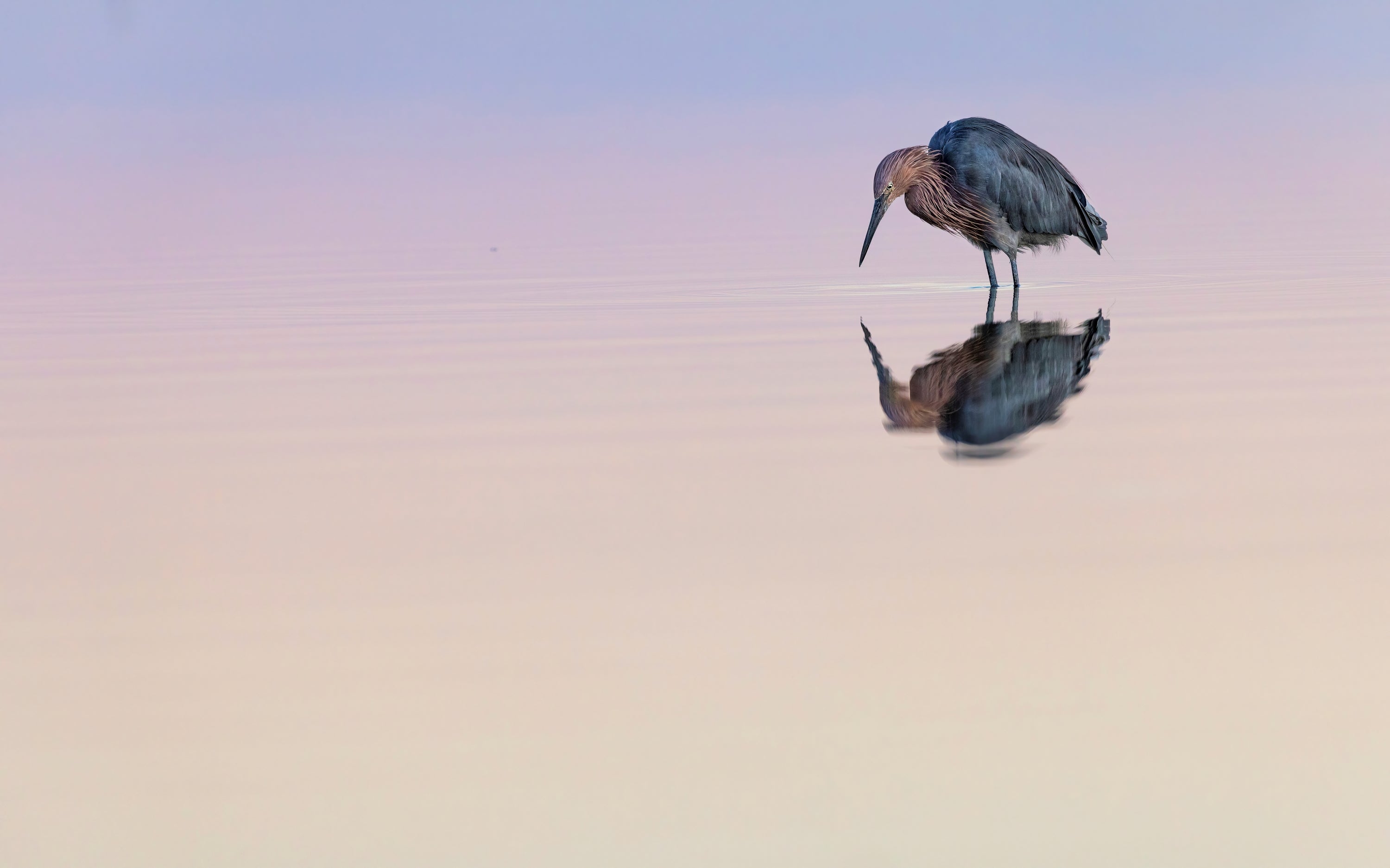 Photo of a Reddish Egret standing in shallow water.