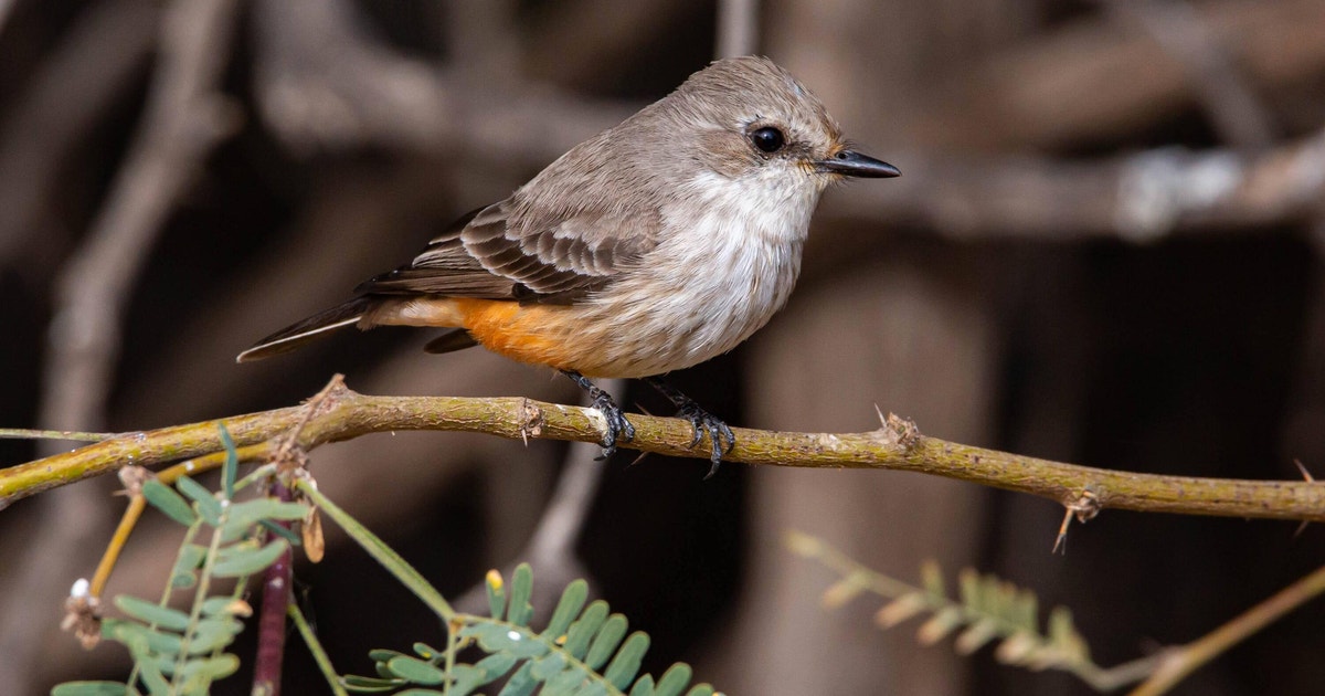 Colorado River Indian Tribes Take Steps to Help the Colorado River Colorado River Indian Tribes Take Steps to Help the Colorado River