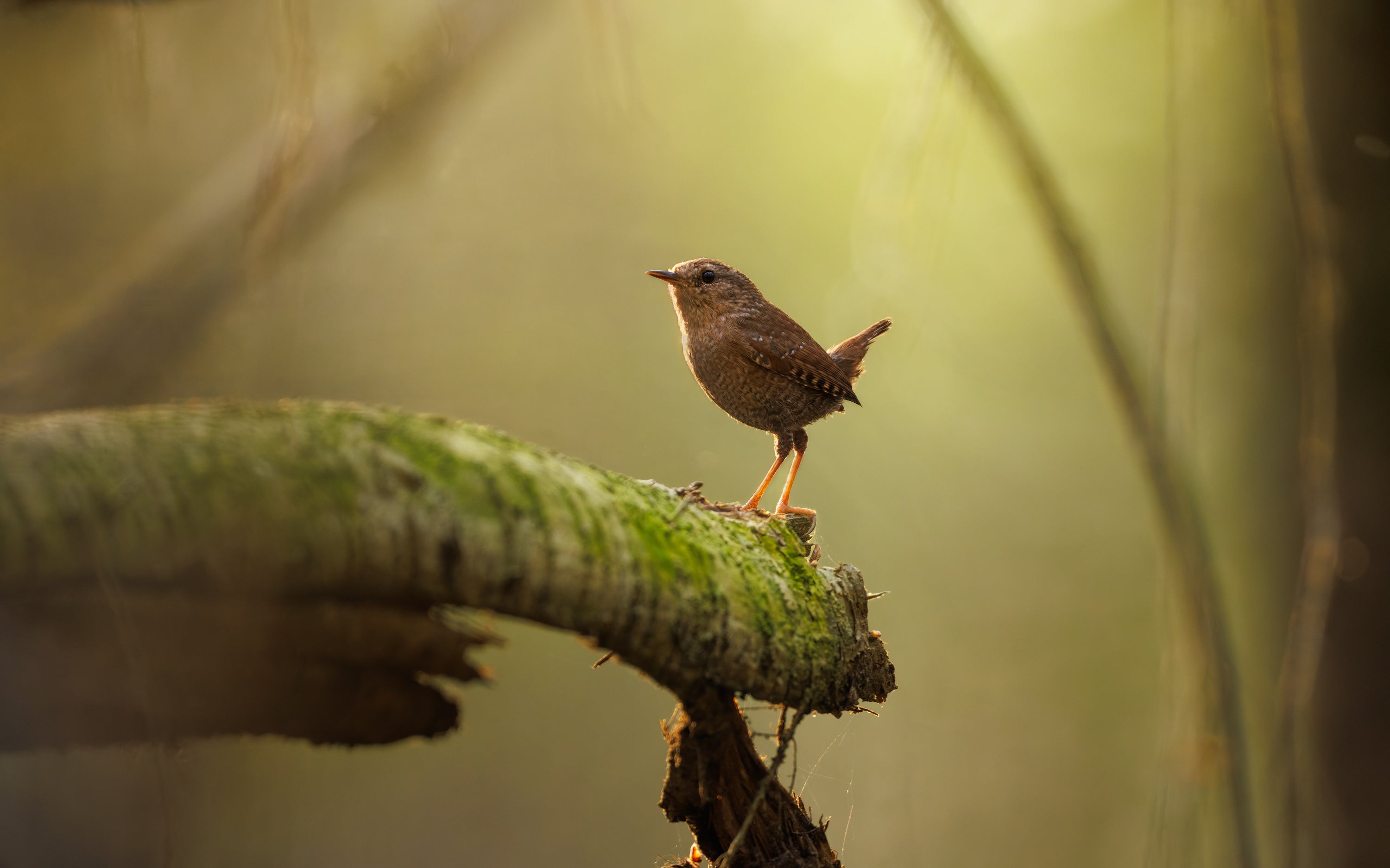 A backlit Winter Wren stands on a mossy log.