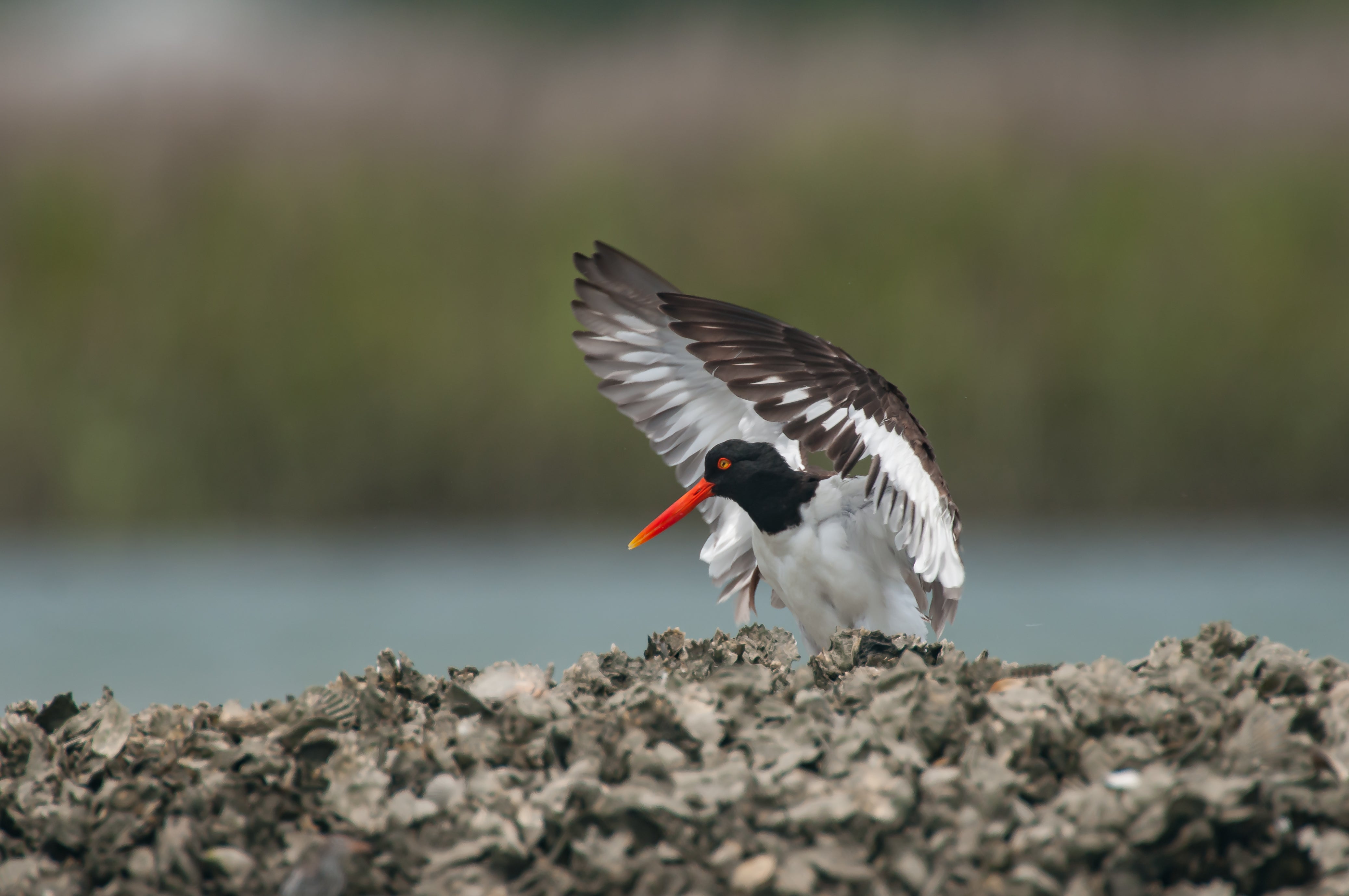 A black and white shorebird flaps its wings on a bed of oyster shells