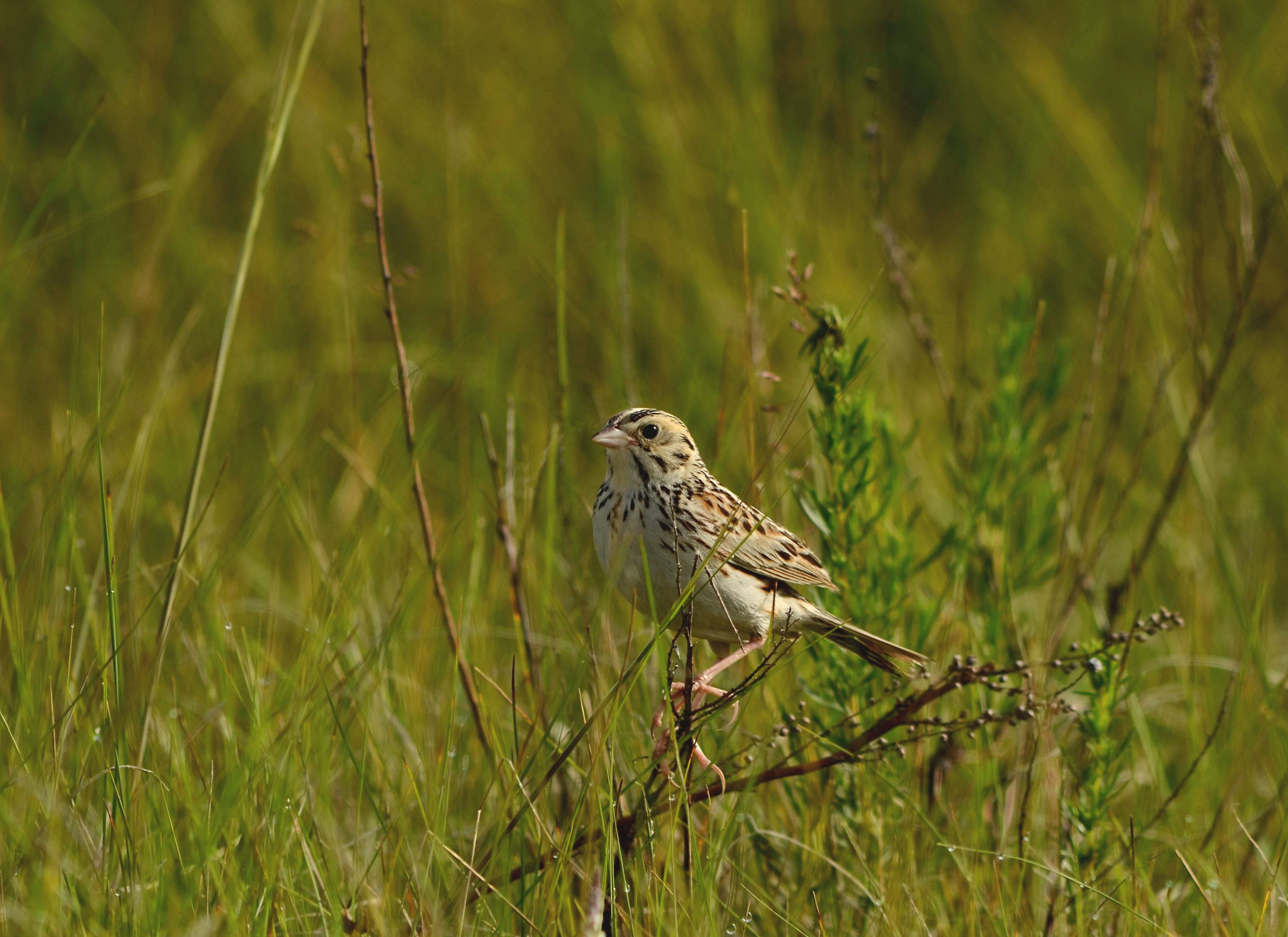 Baird's Sparrow