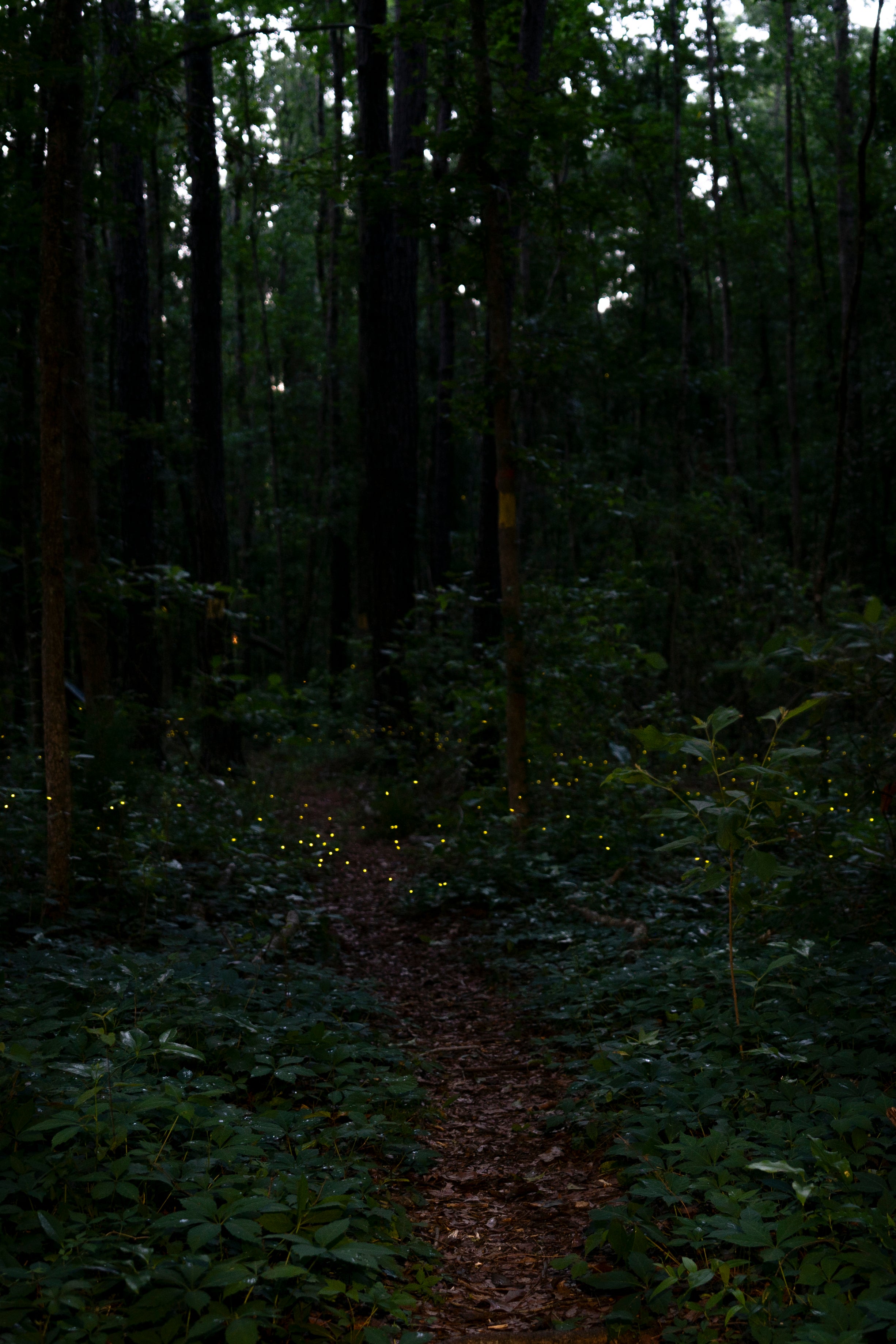 A dark forest with little glowing yellow dots that are fireflies 