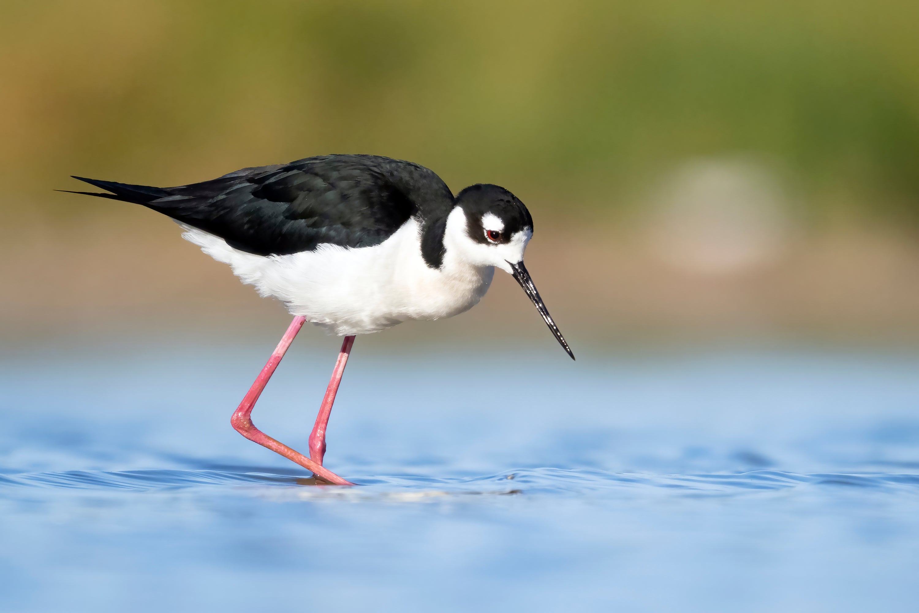 Black-necked Stilt wading in water