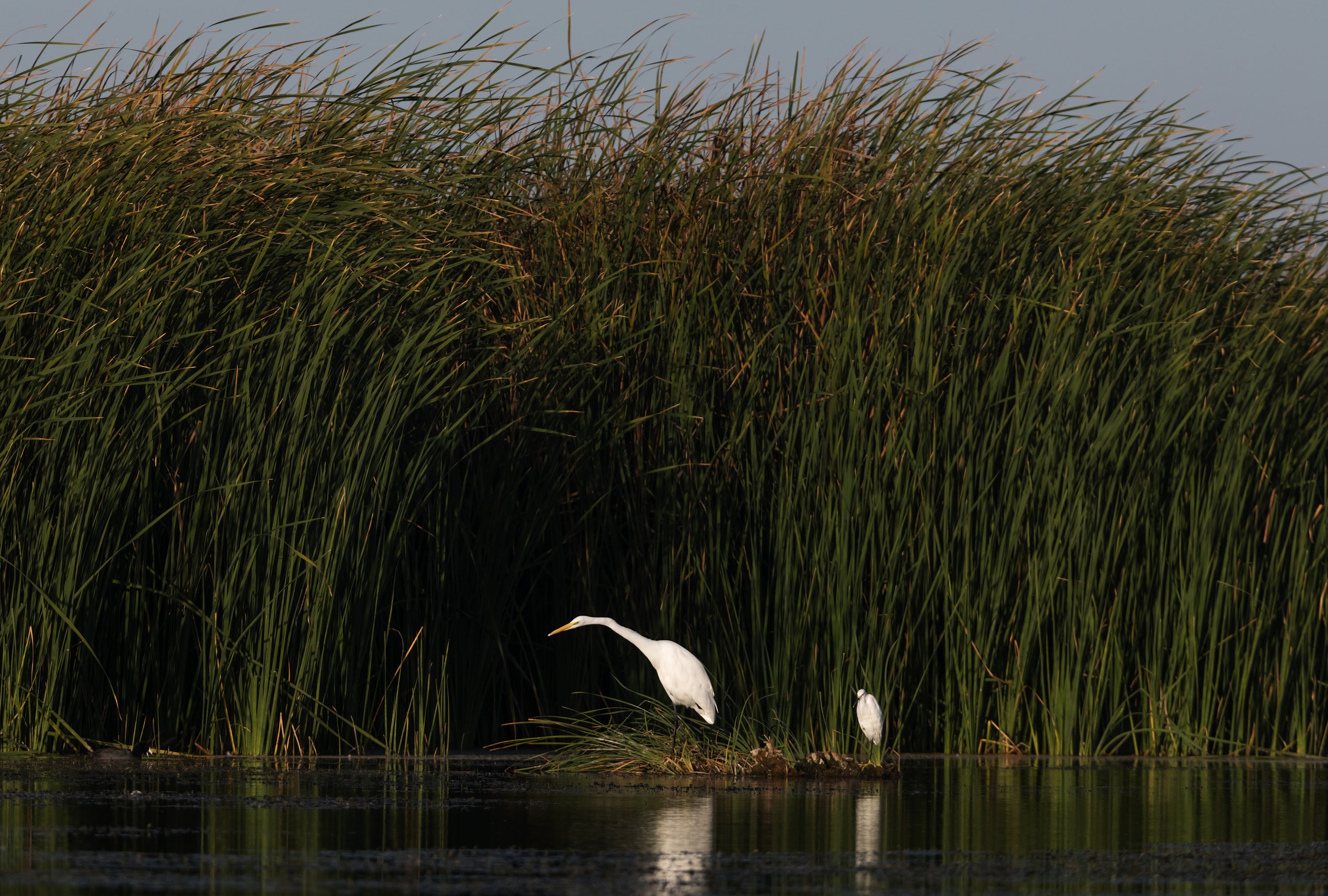 Great Egret