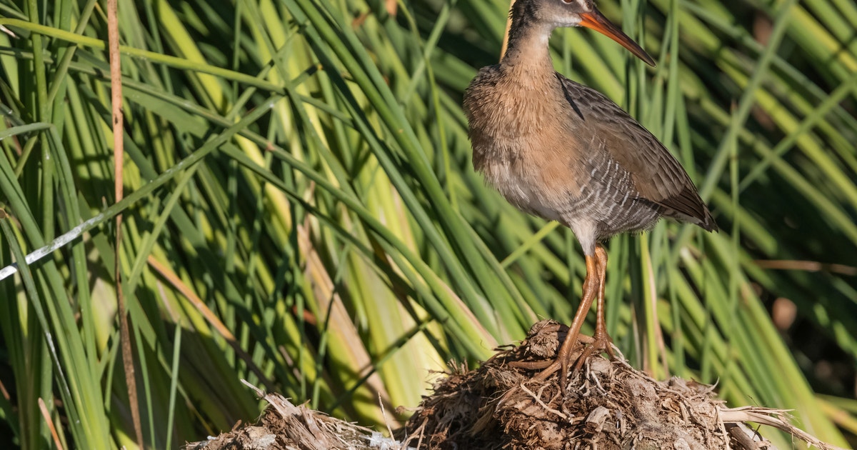 Yuma Ridgway’s Rail Conservation | Audubon Yuma Ridgway’s Rail Conservation | Audubon
