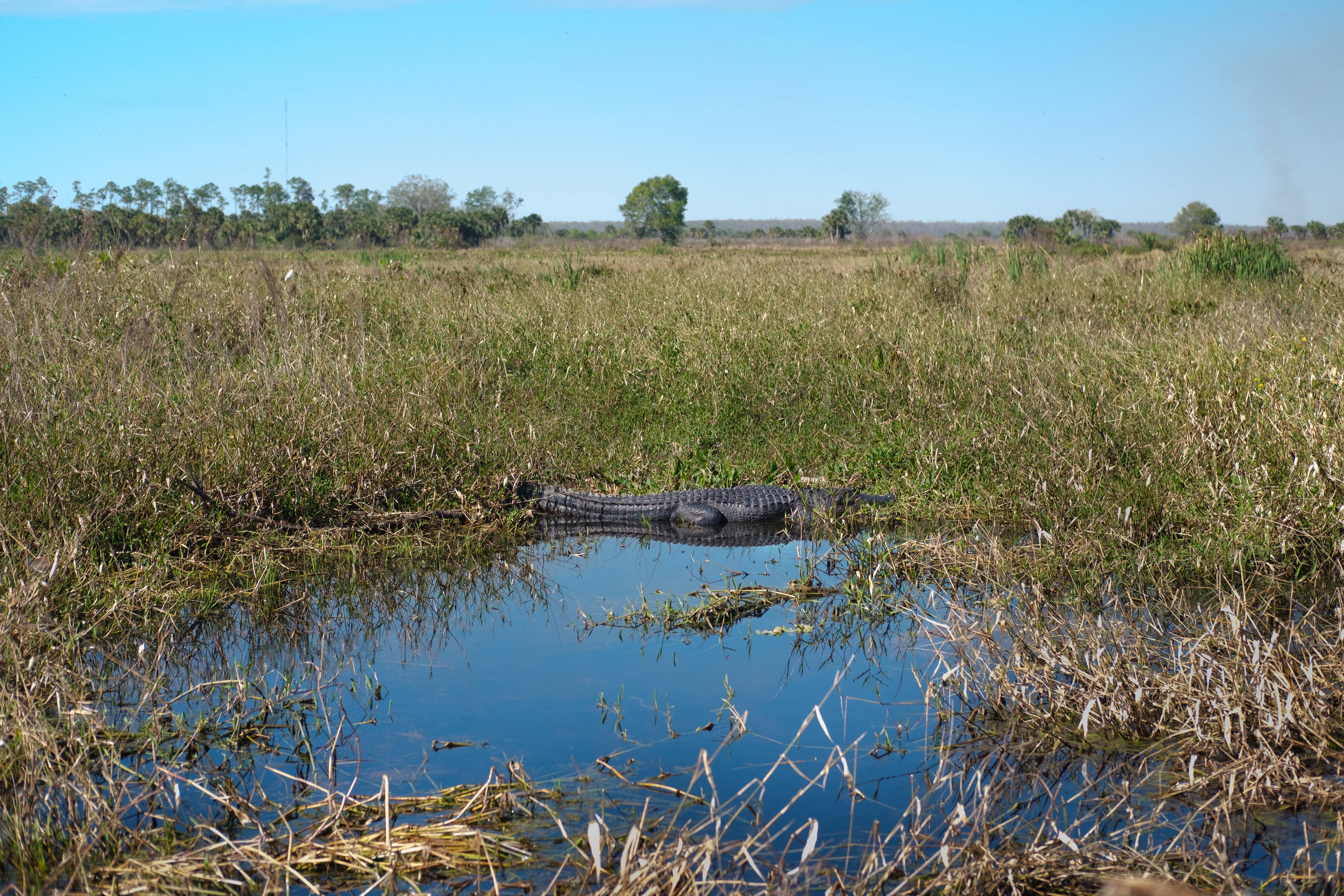 A large reptile in a wetland