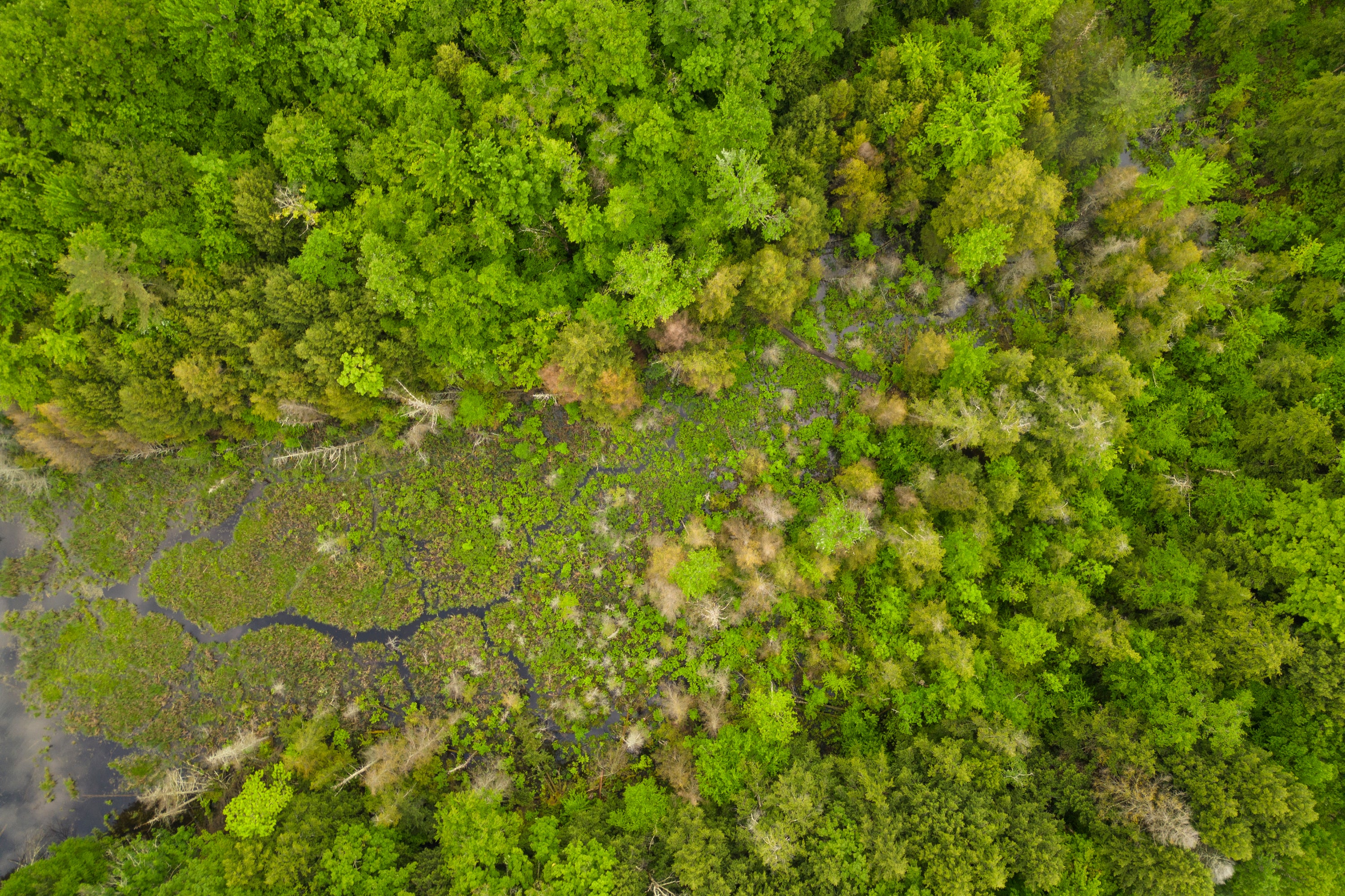 An arial photo of a trail through a wetland surrounded by forest. 