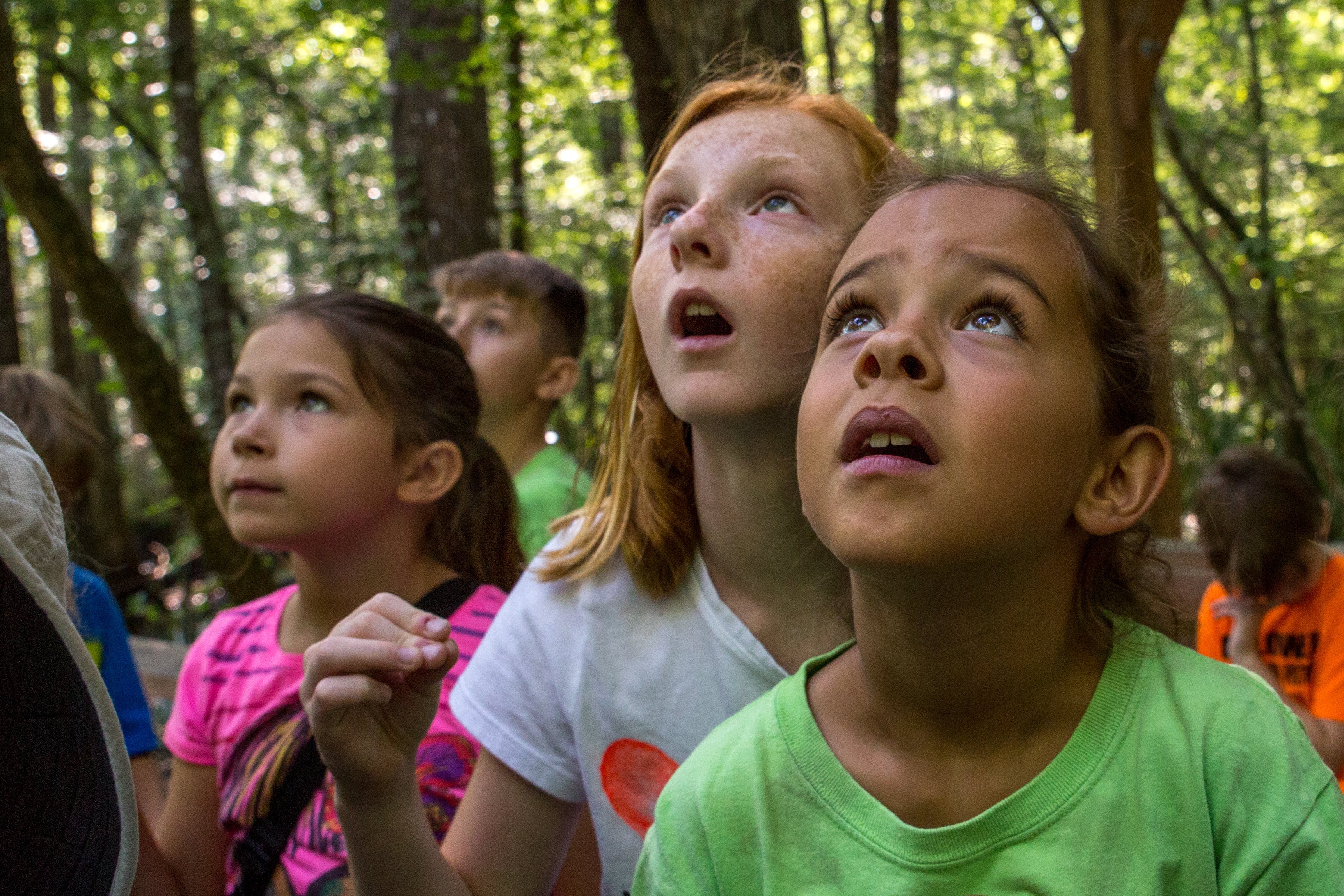 Children gaze in wonder up at the forest canopy
