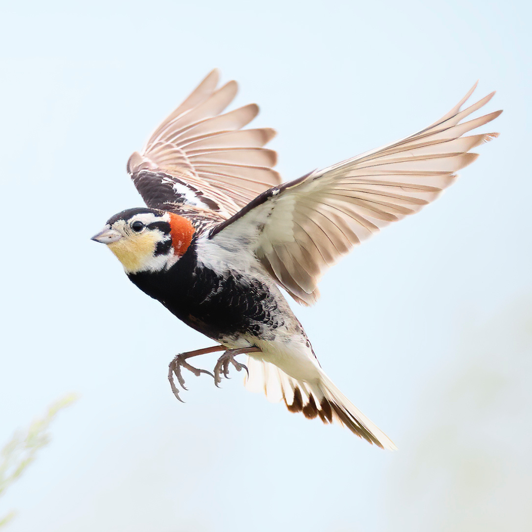 Chestnut-collared Longspur