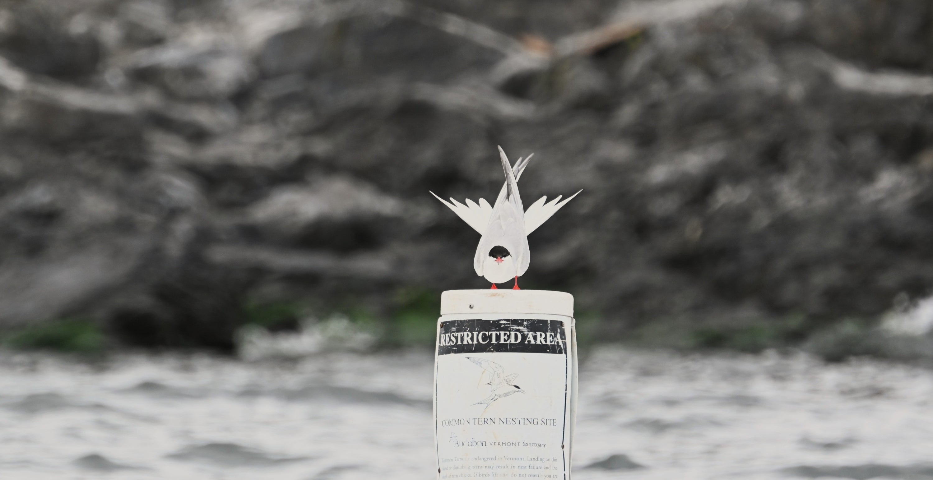Common Tern on Audubon posted sign