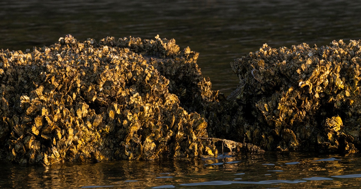 Living Shorelines Make Nesting Easier for Coastal Birds in Tampa Bay Living Shorelines Make Nesting Easier for Coastal Birds in Tampa Bay