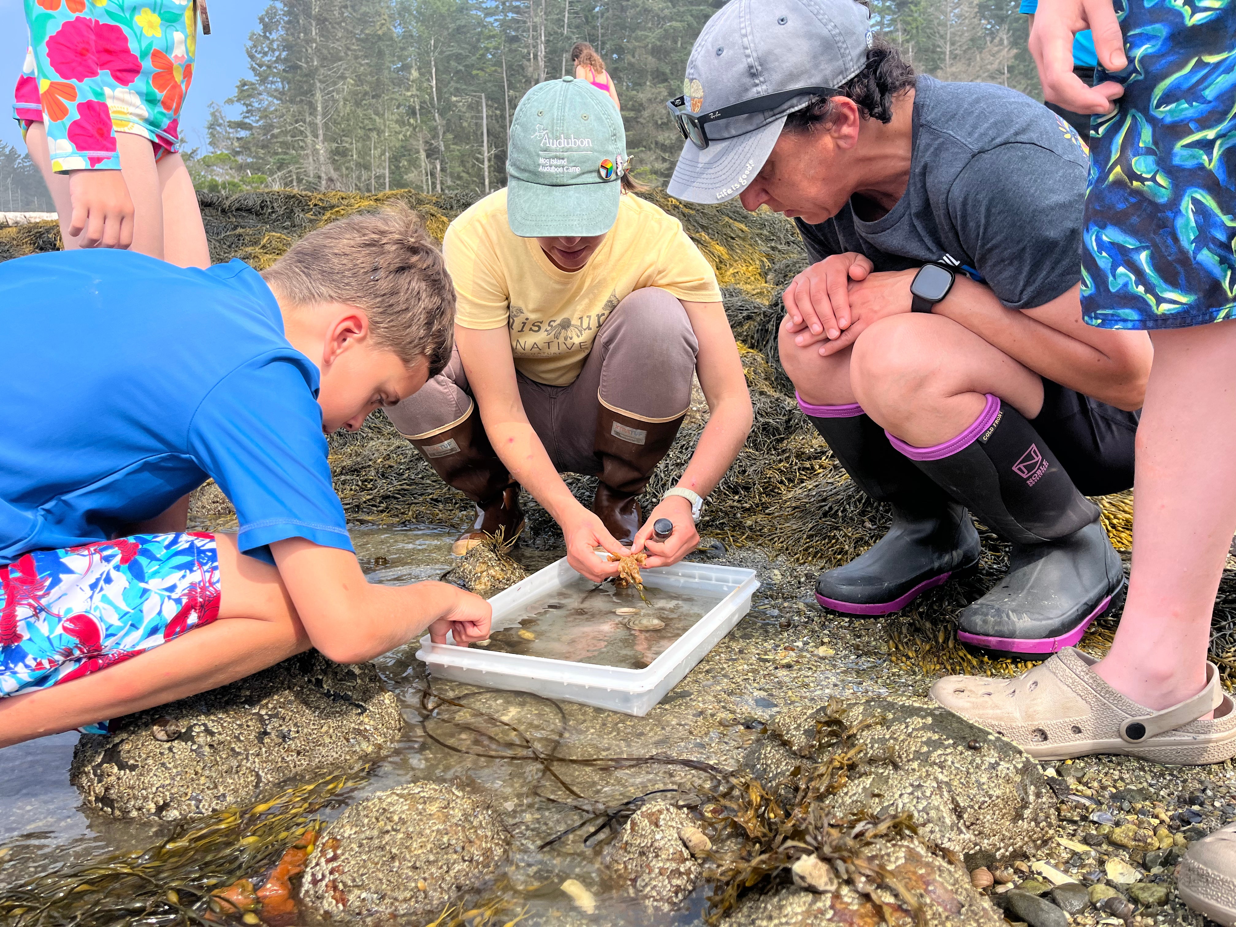 A group of people looking at specimens from a tidepool