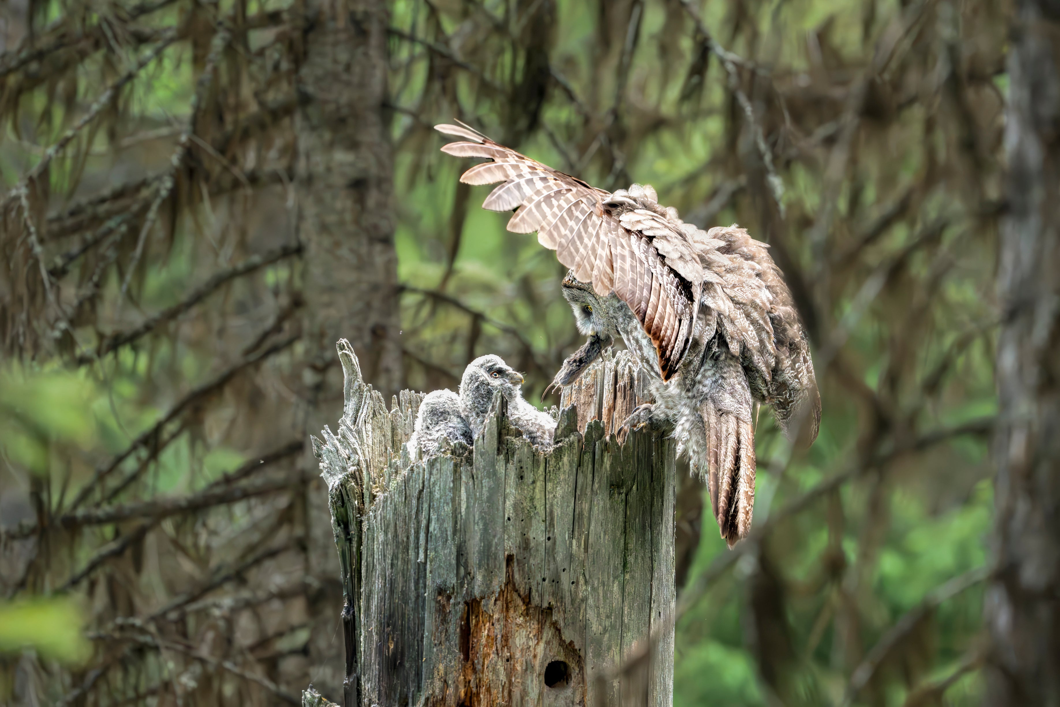 Two owl chicks sit in a nest as their much larger mother, with a rodent in her beak, comes in for a landing atop a broken tree snag. 