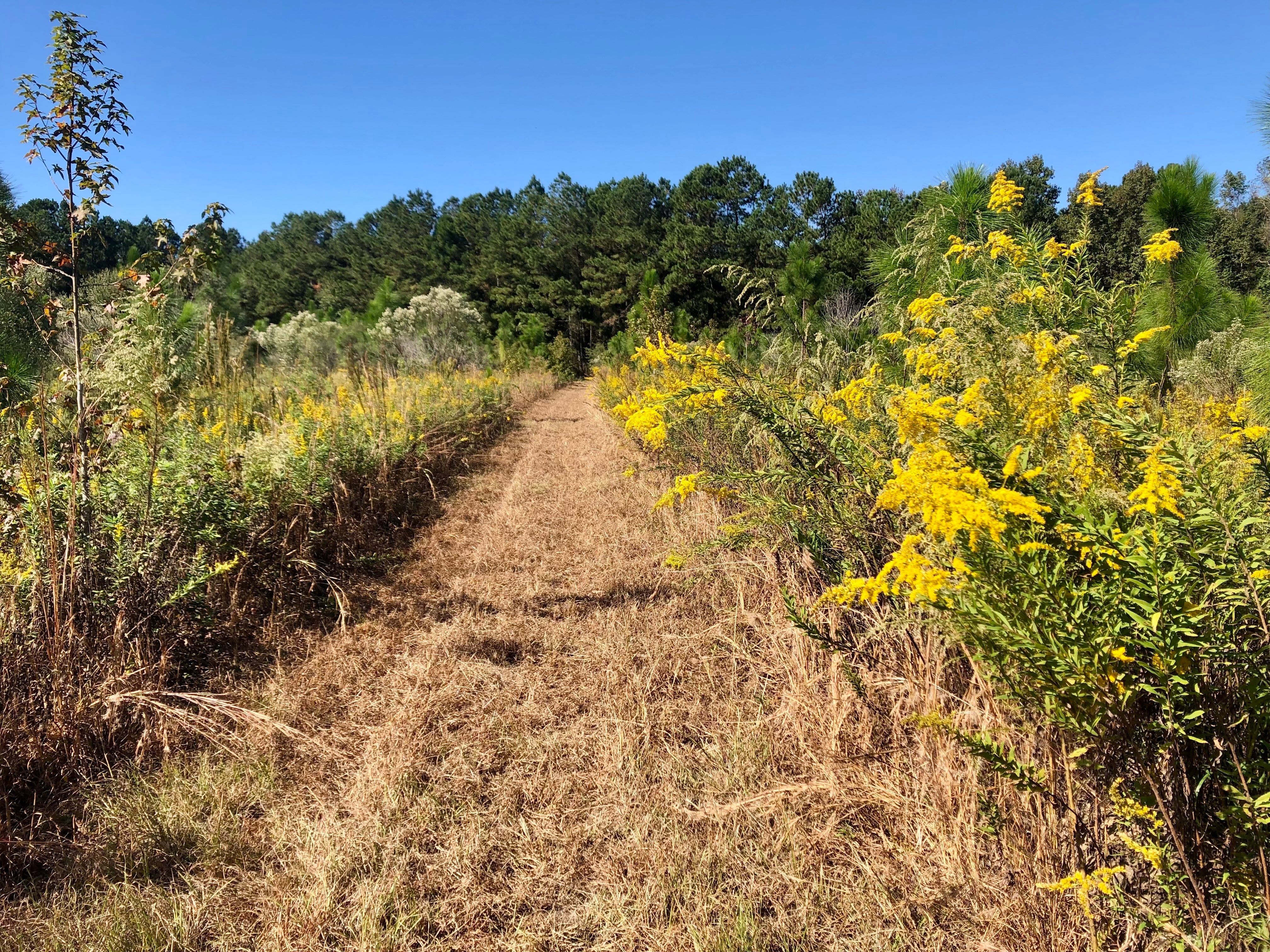 A grassy field with young pine trees and blooming yellow flowers has a trail 