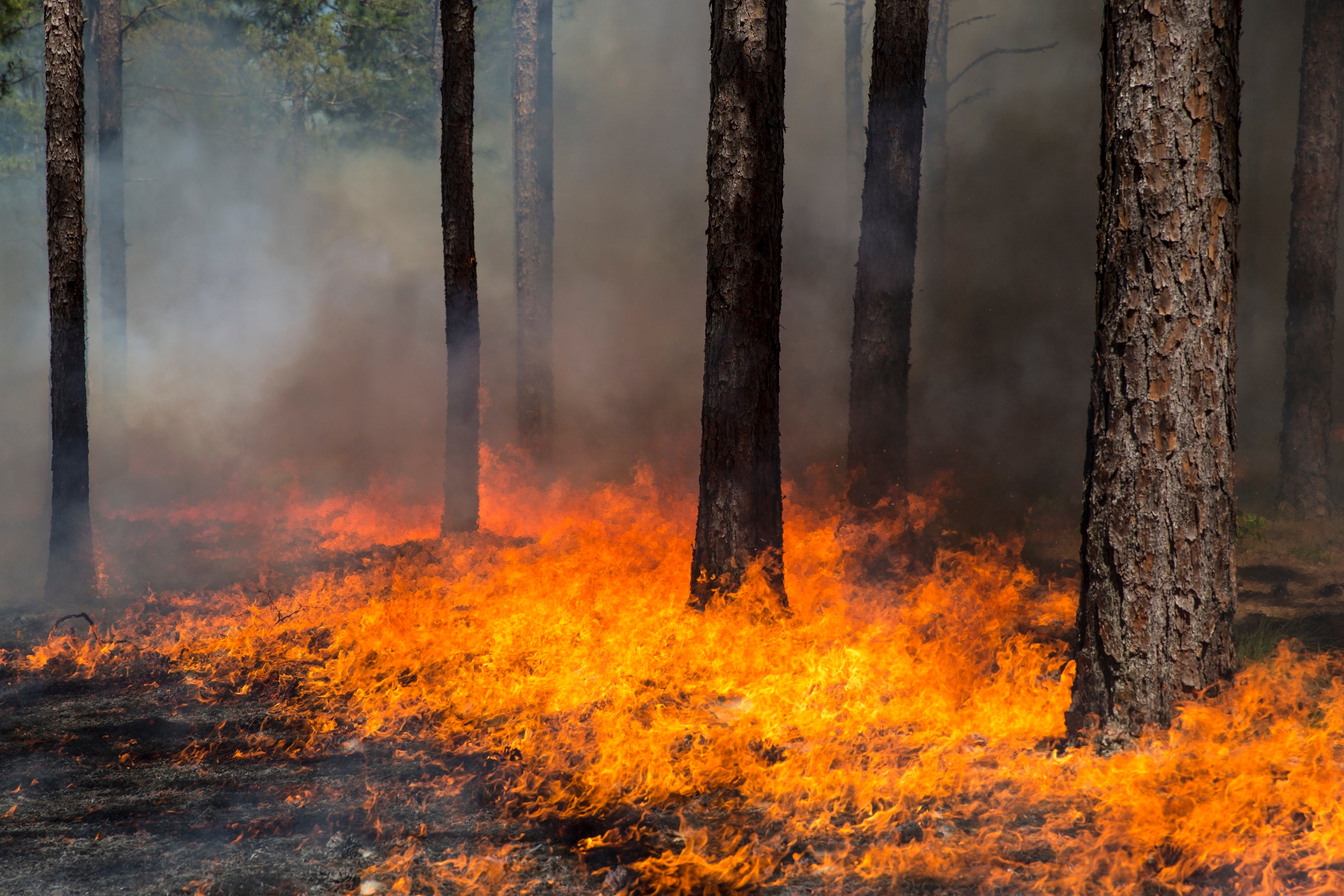 A forest floor is covered in a carpet of flames
