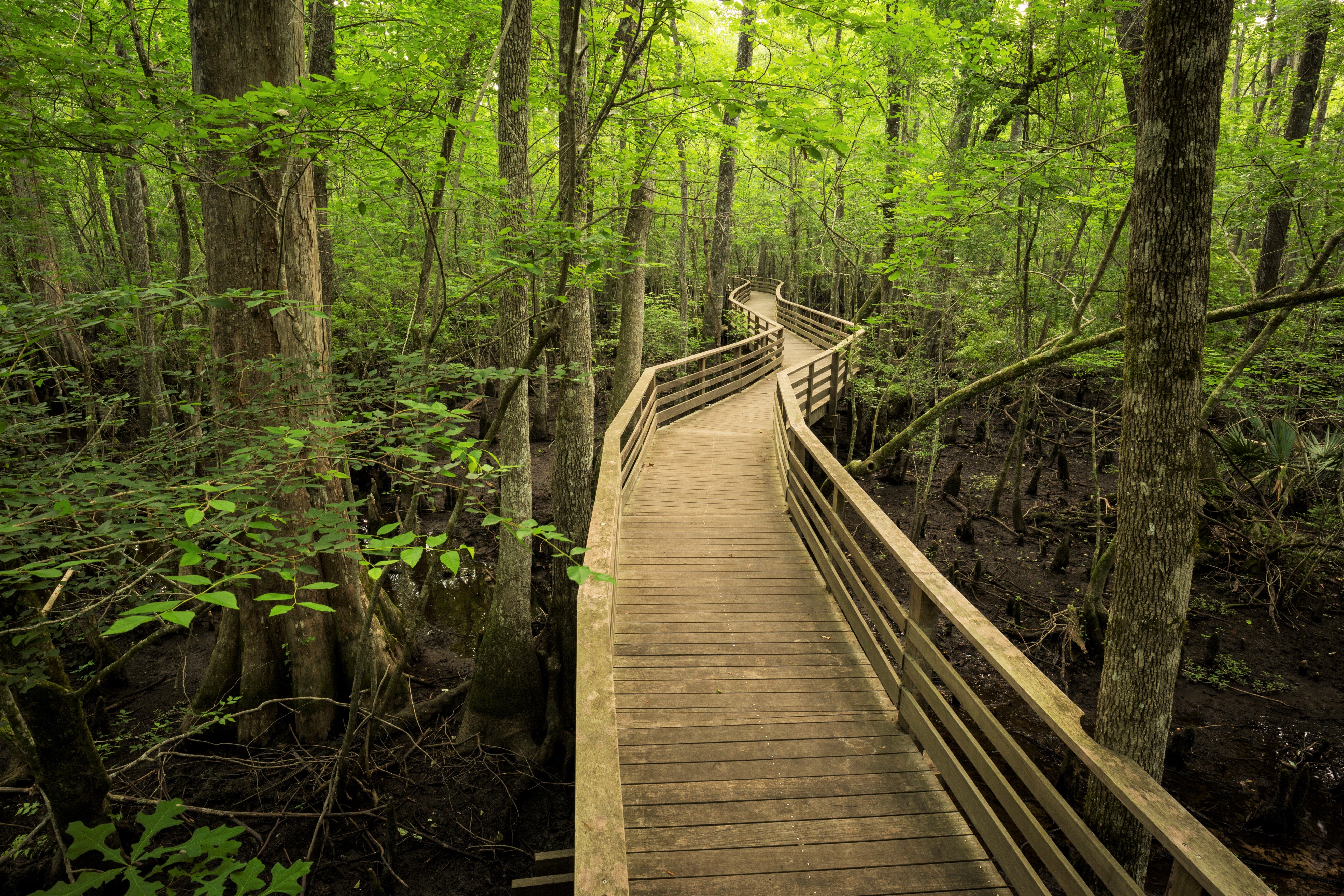 A dense green forest with a winding boardwalk