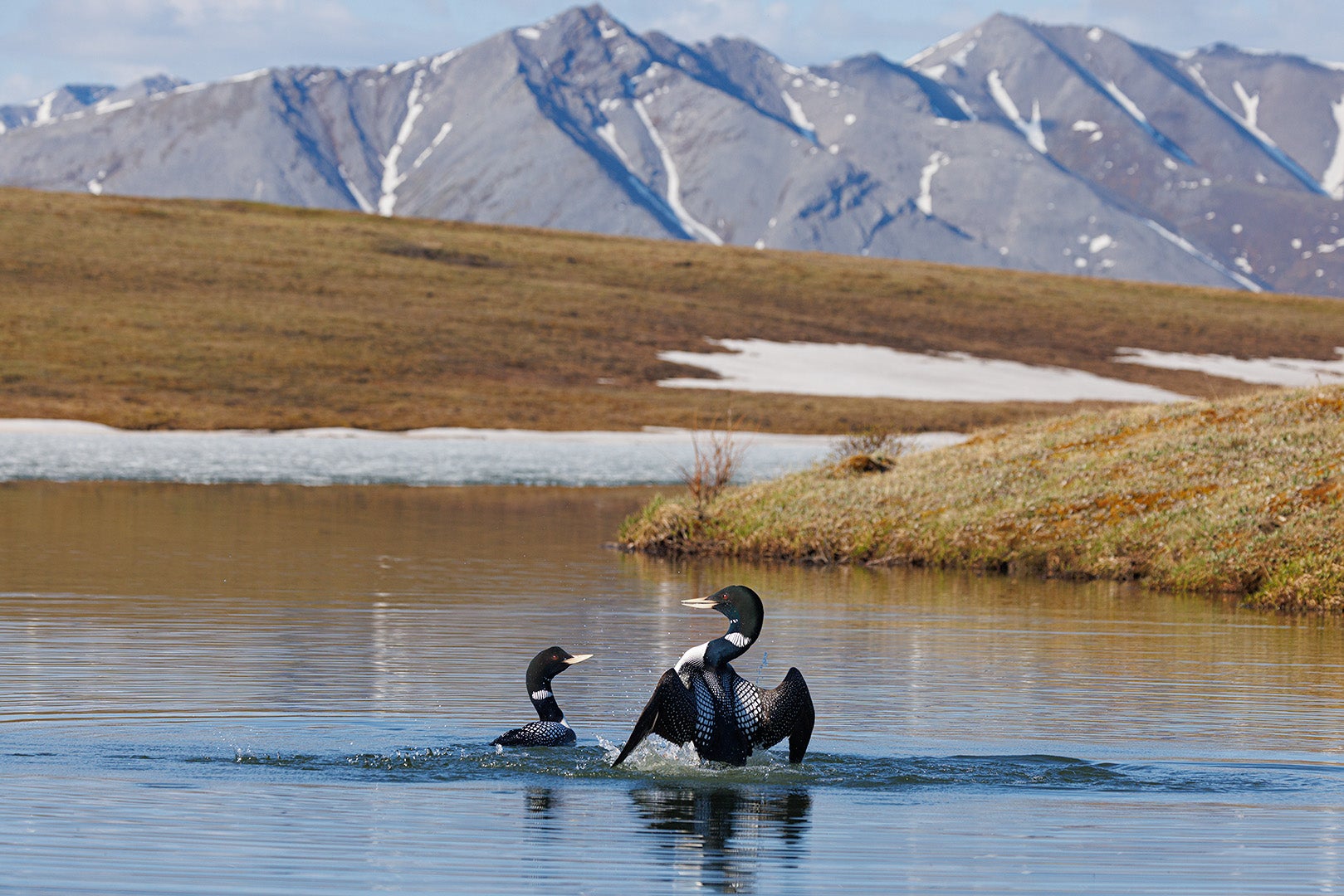 Two yellow-billed loons on the water, framed by a dramatic mountainous landscape behind them.