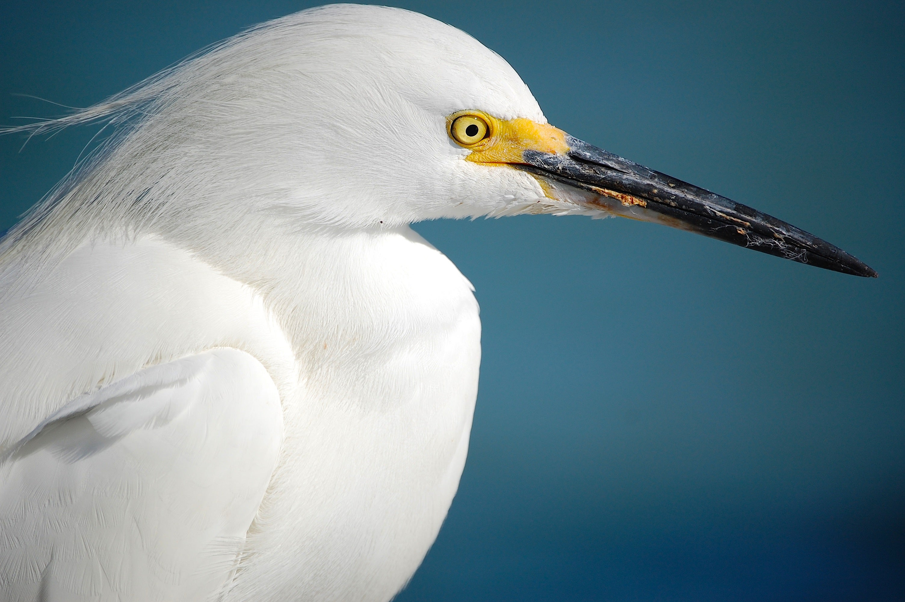 close up of a snowy egret
