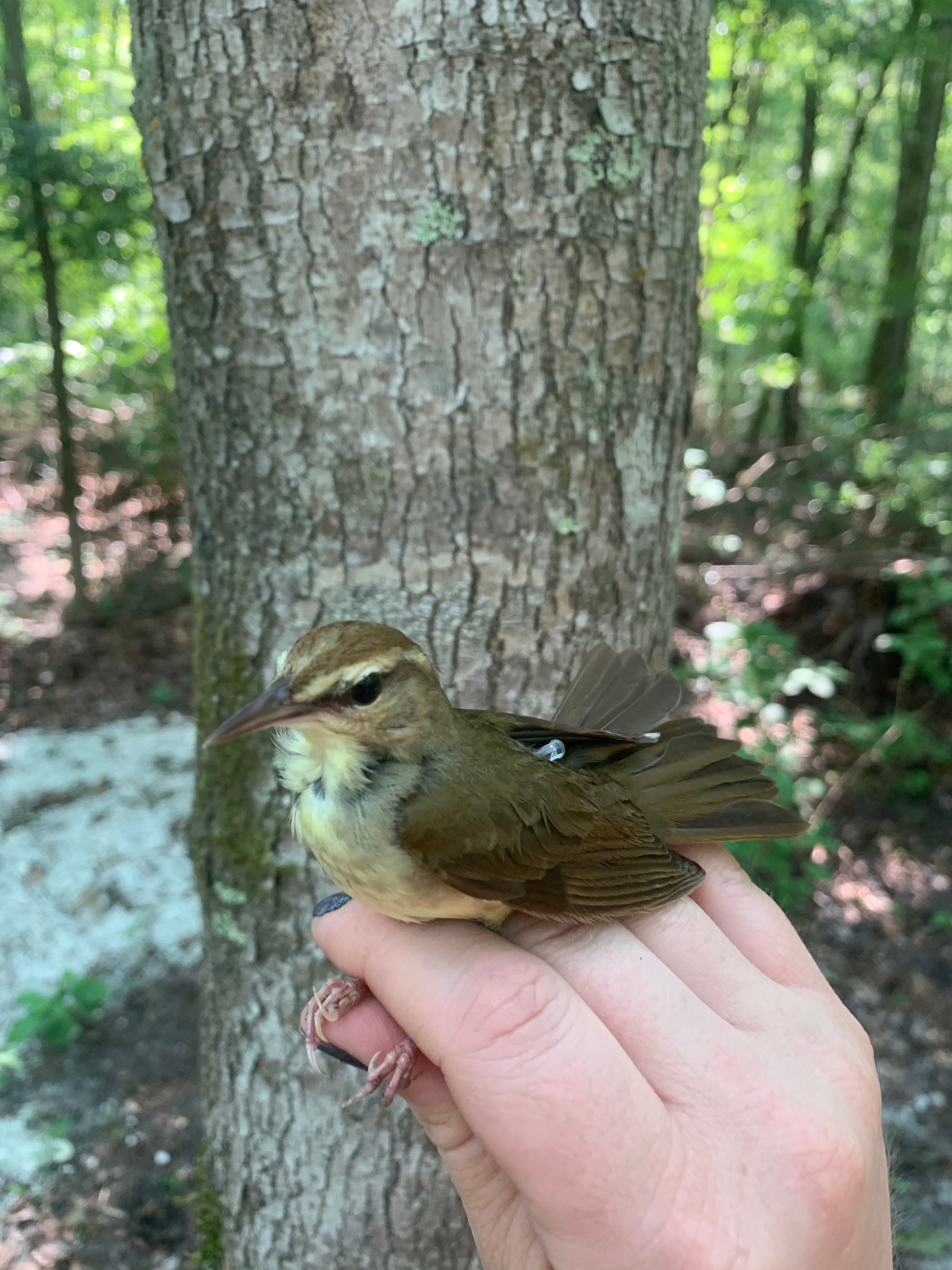 A small brown bird is held by a hand with a small transmitter on its back.