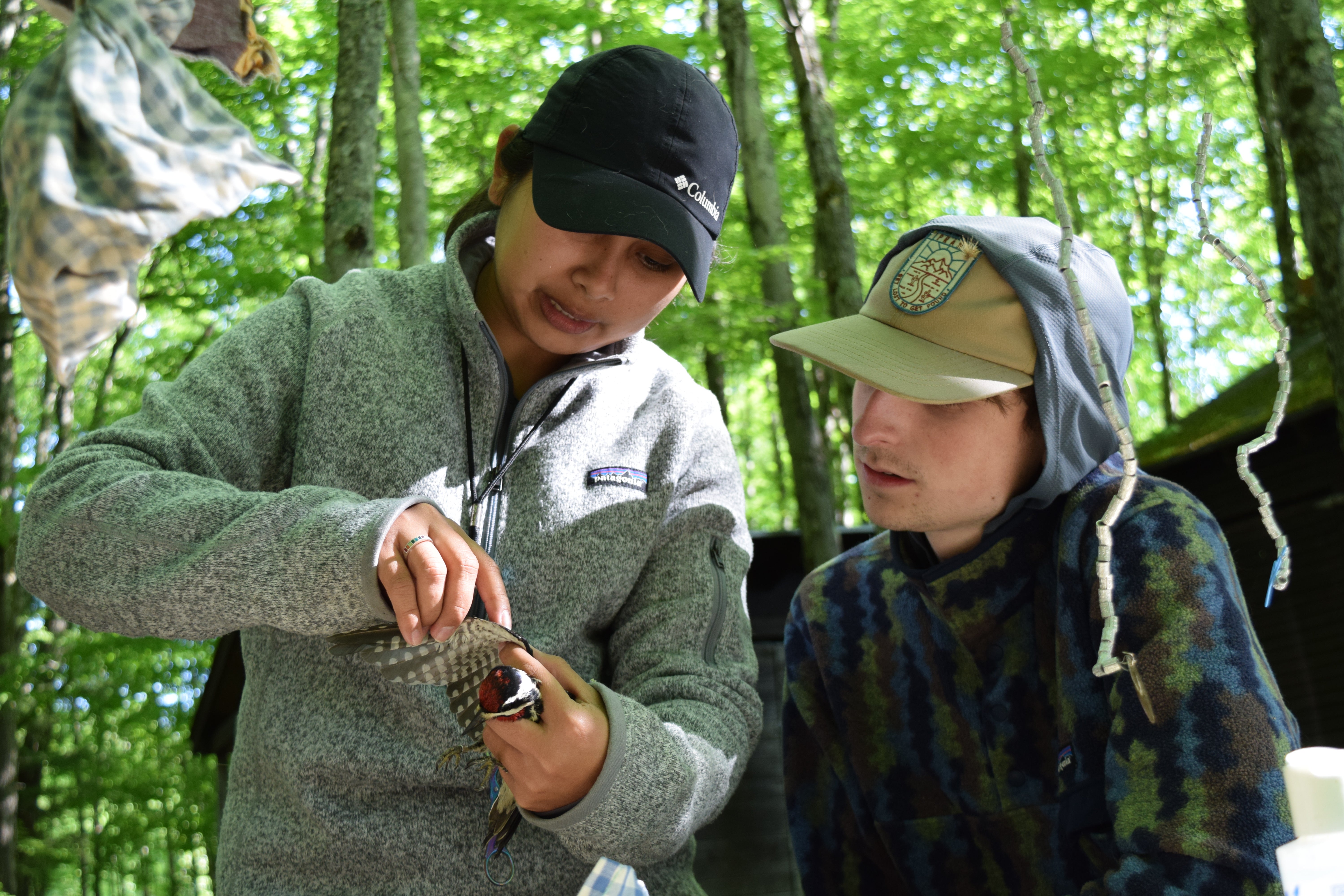 Scandia Cruz and Pete Patrick_Yellow-bellied Sapsucker