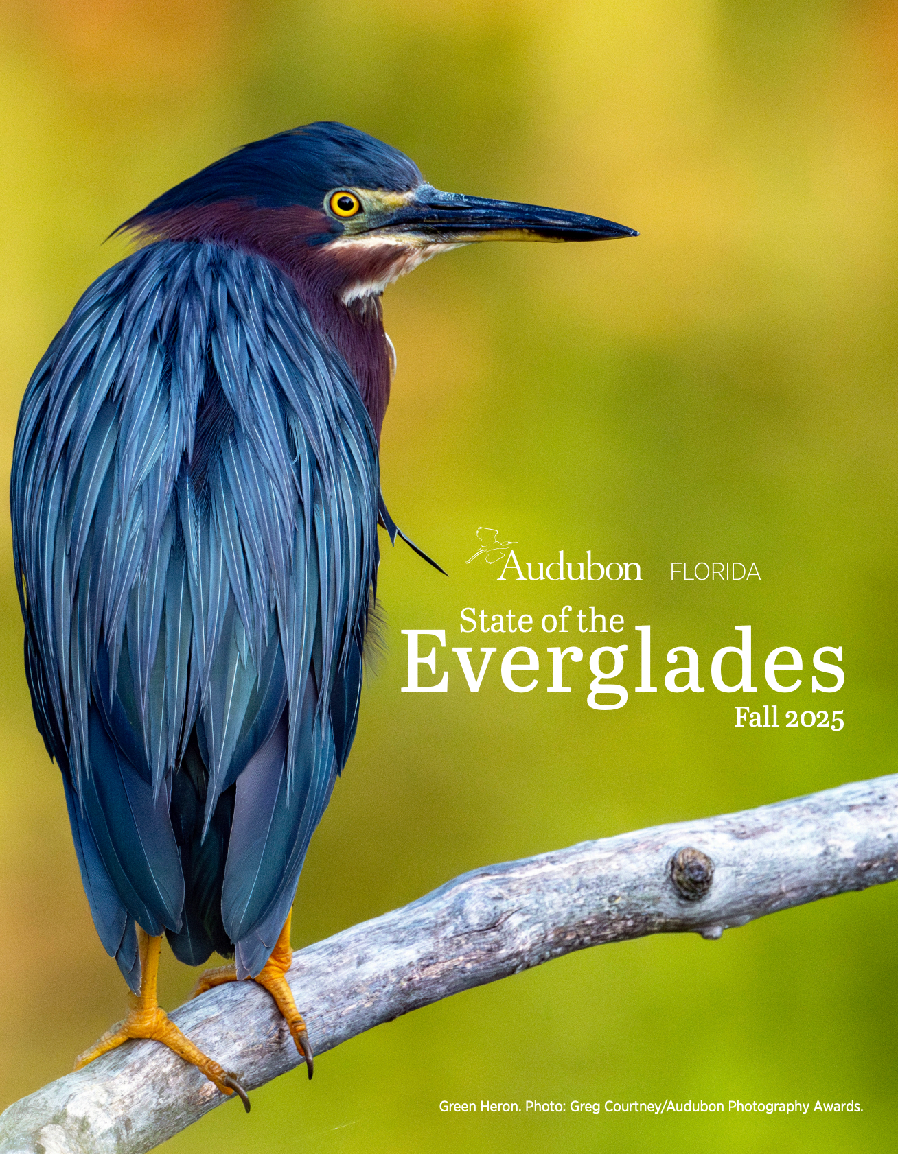 cover of the state of the everglades report with a green heron standing on a log