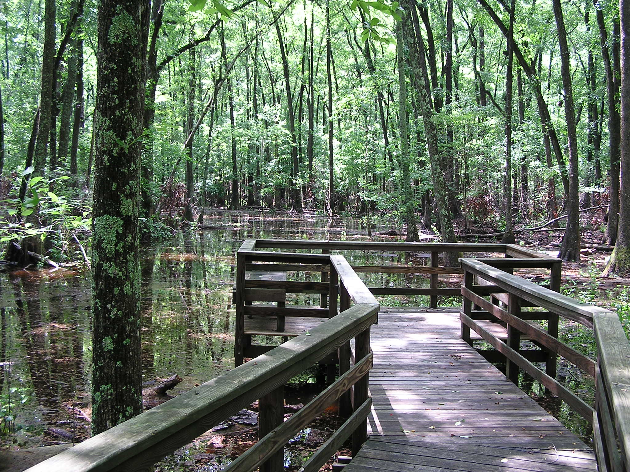 A boardwalk dead ends to a flooded forest floor