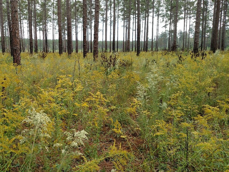 A grassy understory with yellow flowers under tall pine trees