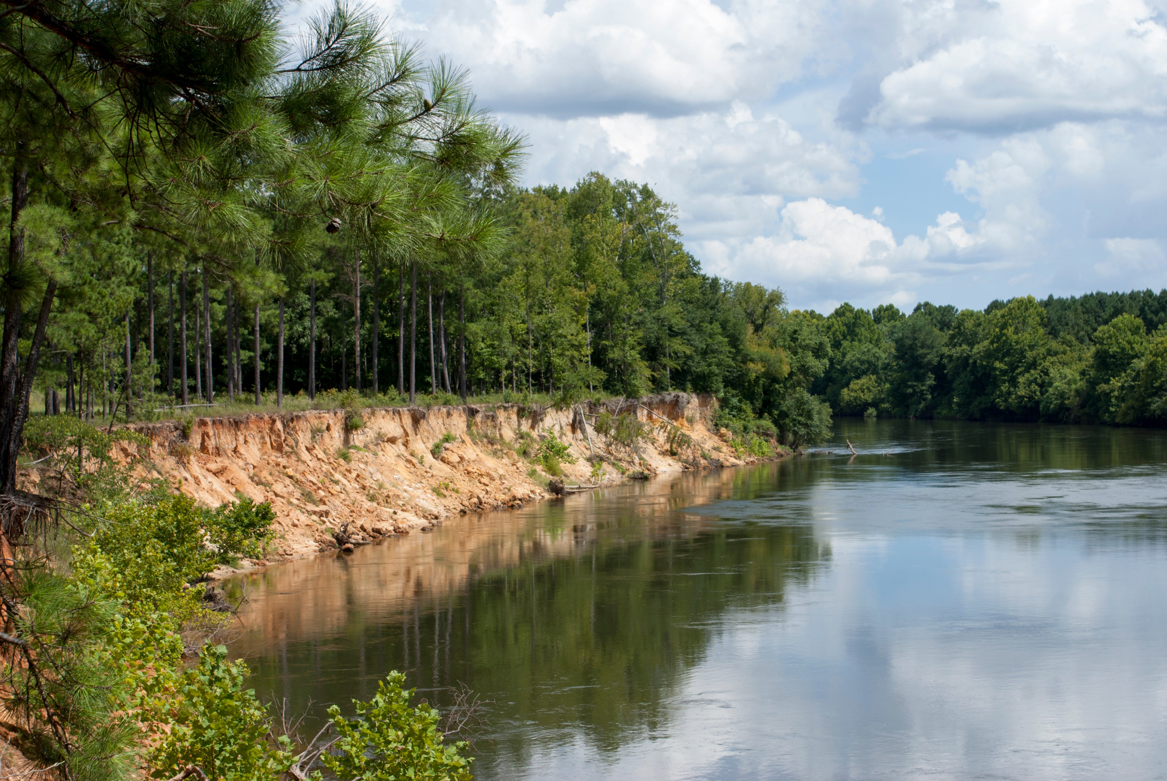 A scenic bluff overlooking the Savannah River 